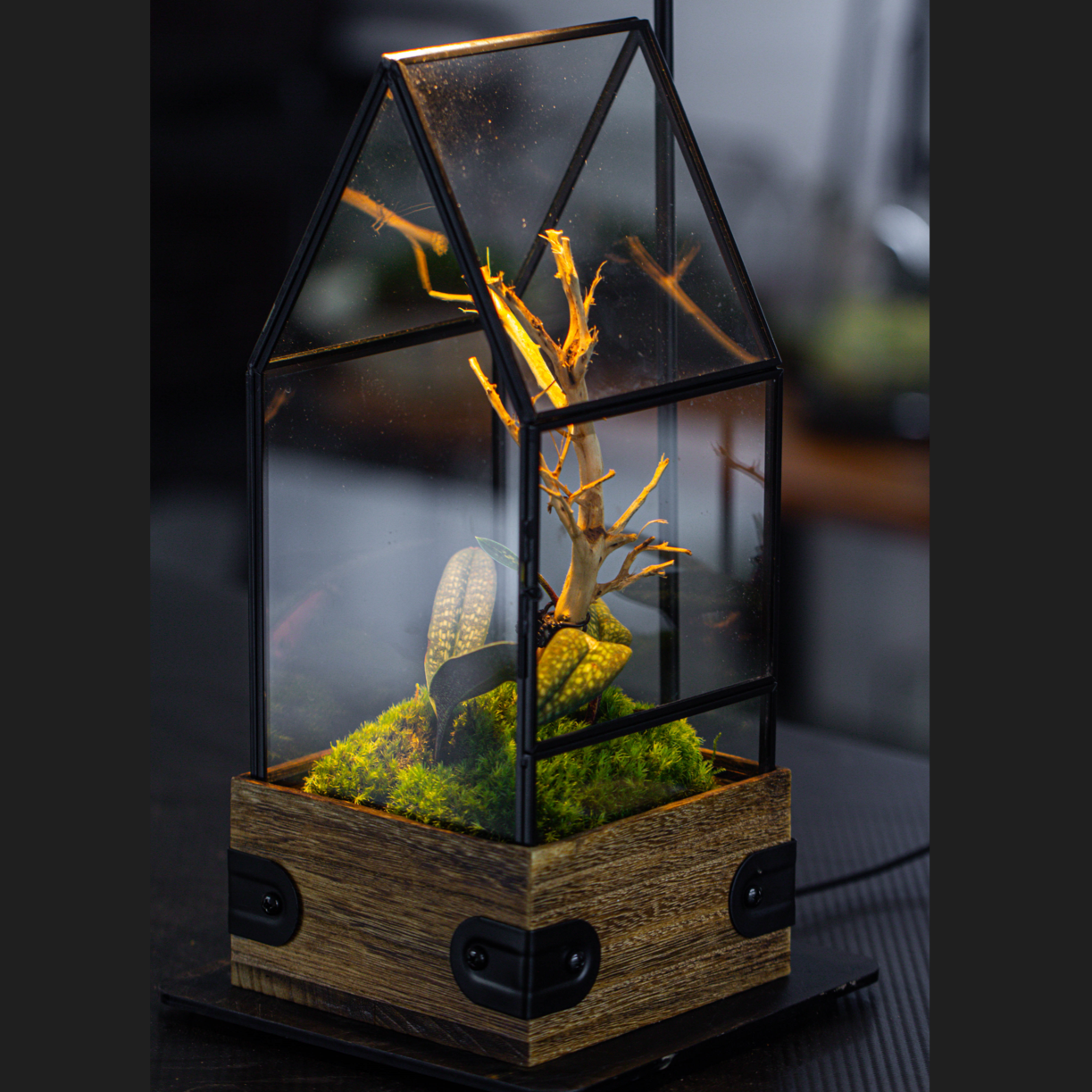 Handmade Glass Terrarium with Wood Base, House Shape Planter with Door, with LED Wood Lamp Base for Plants, Moss Landscapes, Plant Lover Gift - NCYPgarden