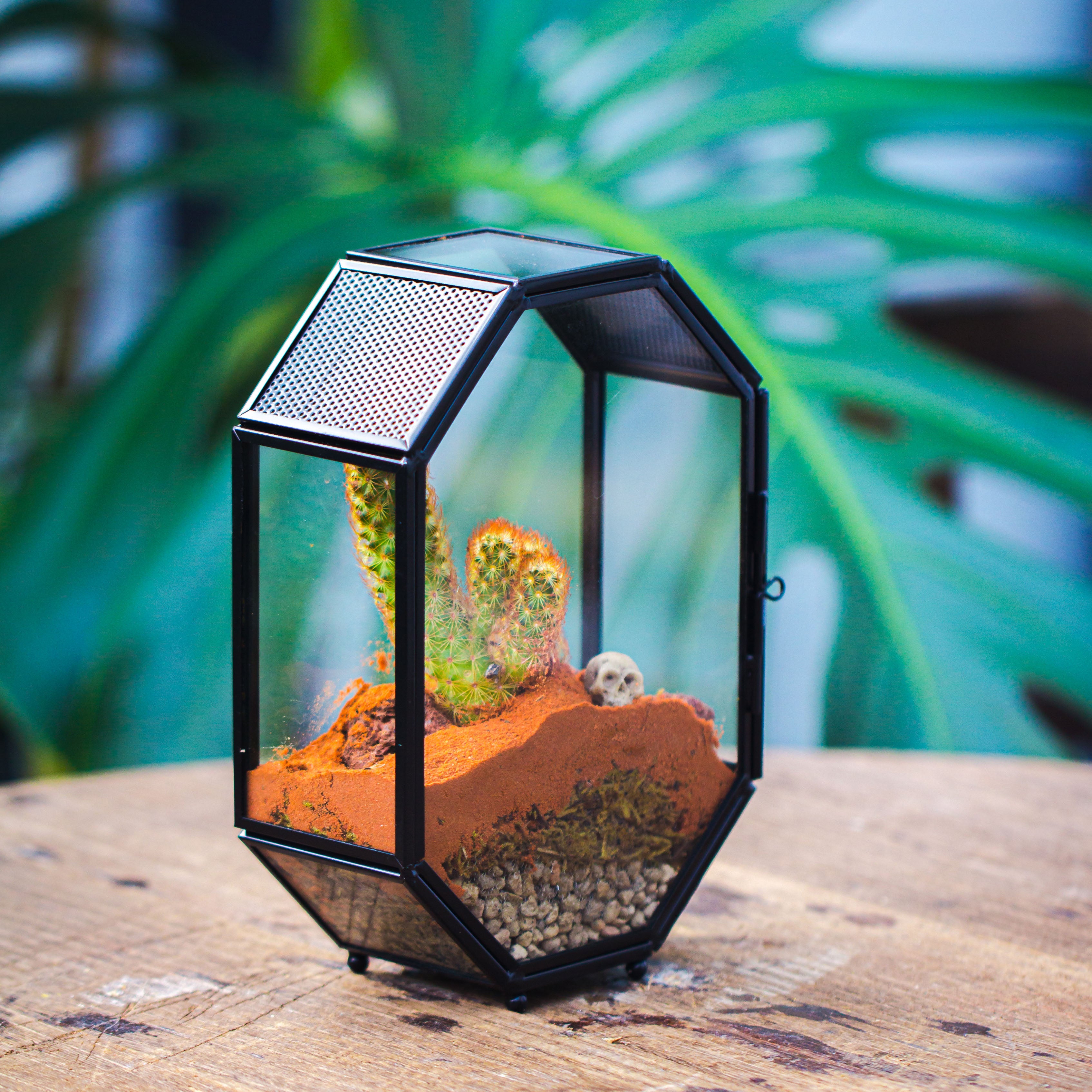 Mini 5x7 inches Octagon Shape Glass Geometric Terrarium Enclosure with Side Vent  for Small Insect, Jumping Spider - NCYPgarden