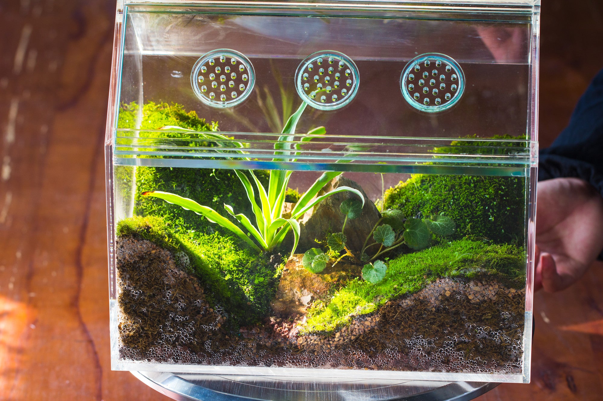 handmade water tight, sealed, enclosed, house acrylic terrarium, fish tank, moss fern terrarium Paludarium  Vivarium, lid with vent - NCYPgarden