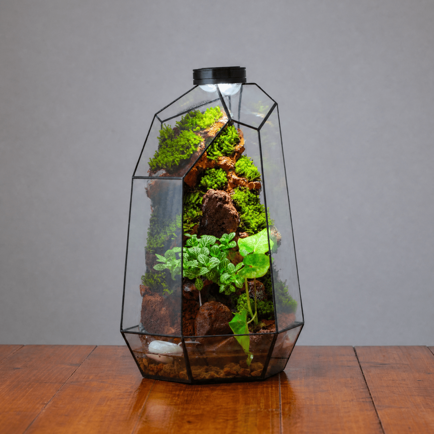 Handmade Extra Large Tall Irregular Glass Geometric Terrarium，Open, Waterproof, with Wire hole - NCYPgarden