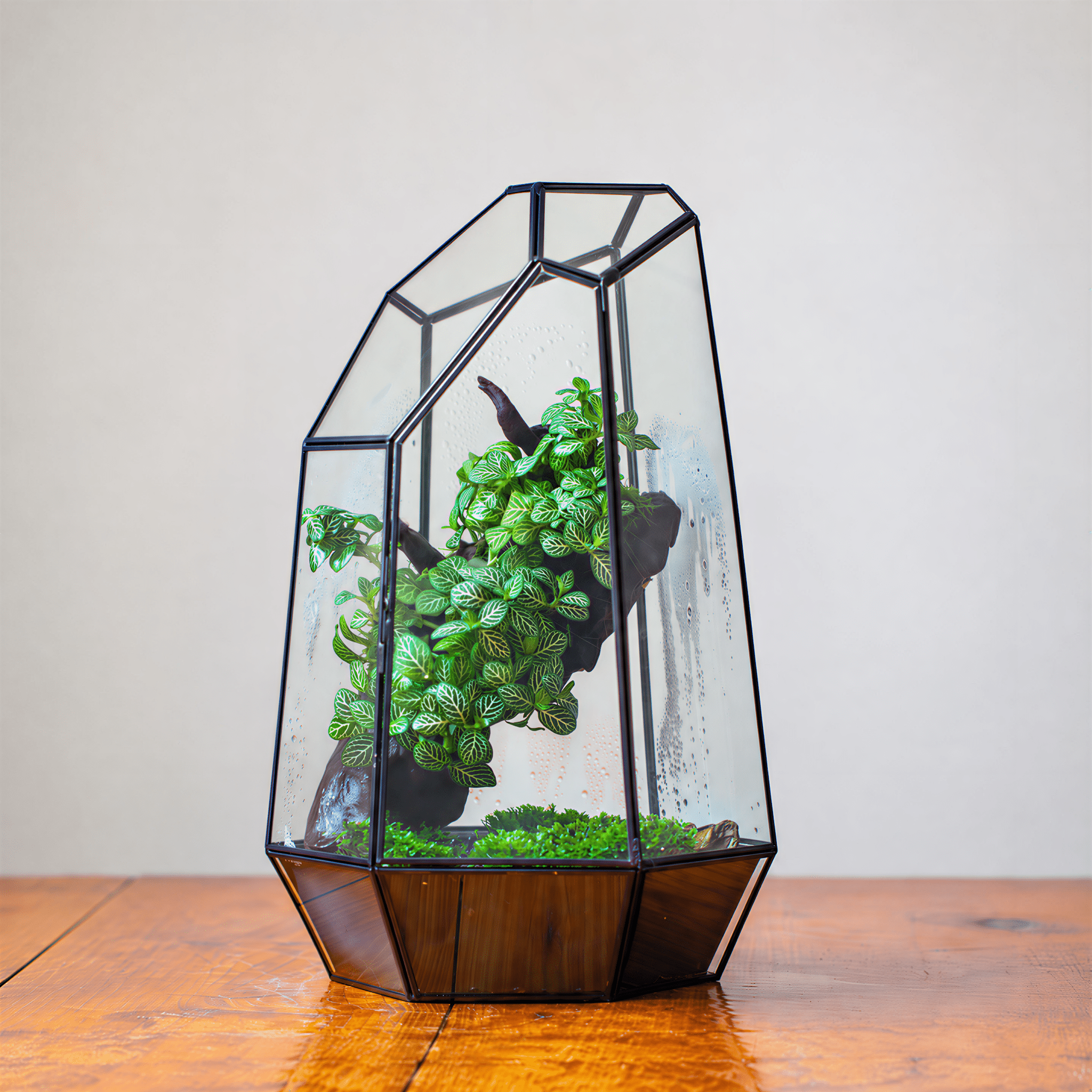 16.1" Large Black Irregular Geometric Glass Terrarium, Close, vented Silver, for tropical plants, and large insects - NCYPgarden