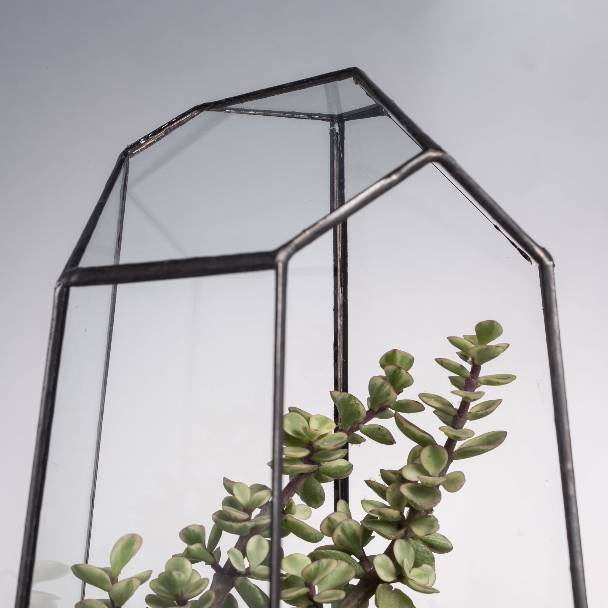 Handmade Irregular Tall Black Glass Geometric Terrarium Various Size for Succulents Moss Airplants - NCYPgarden