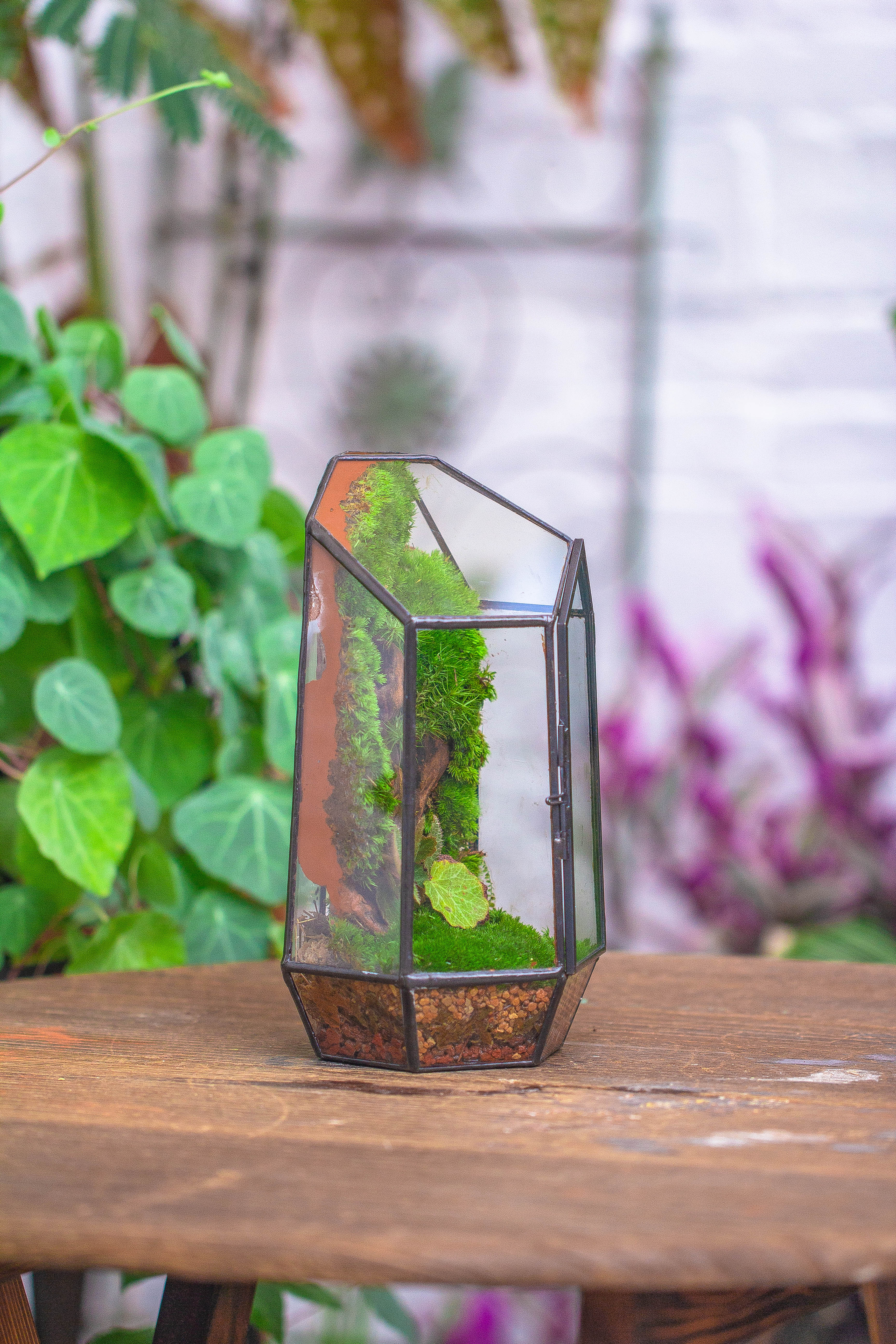 Rain Forest Sticky Red Dirt Soil for DIY Moss Wall, Plant Moss / plants on the Wall, vertical landscape, vivarium, Terrarium - NCYPgarden