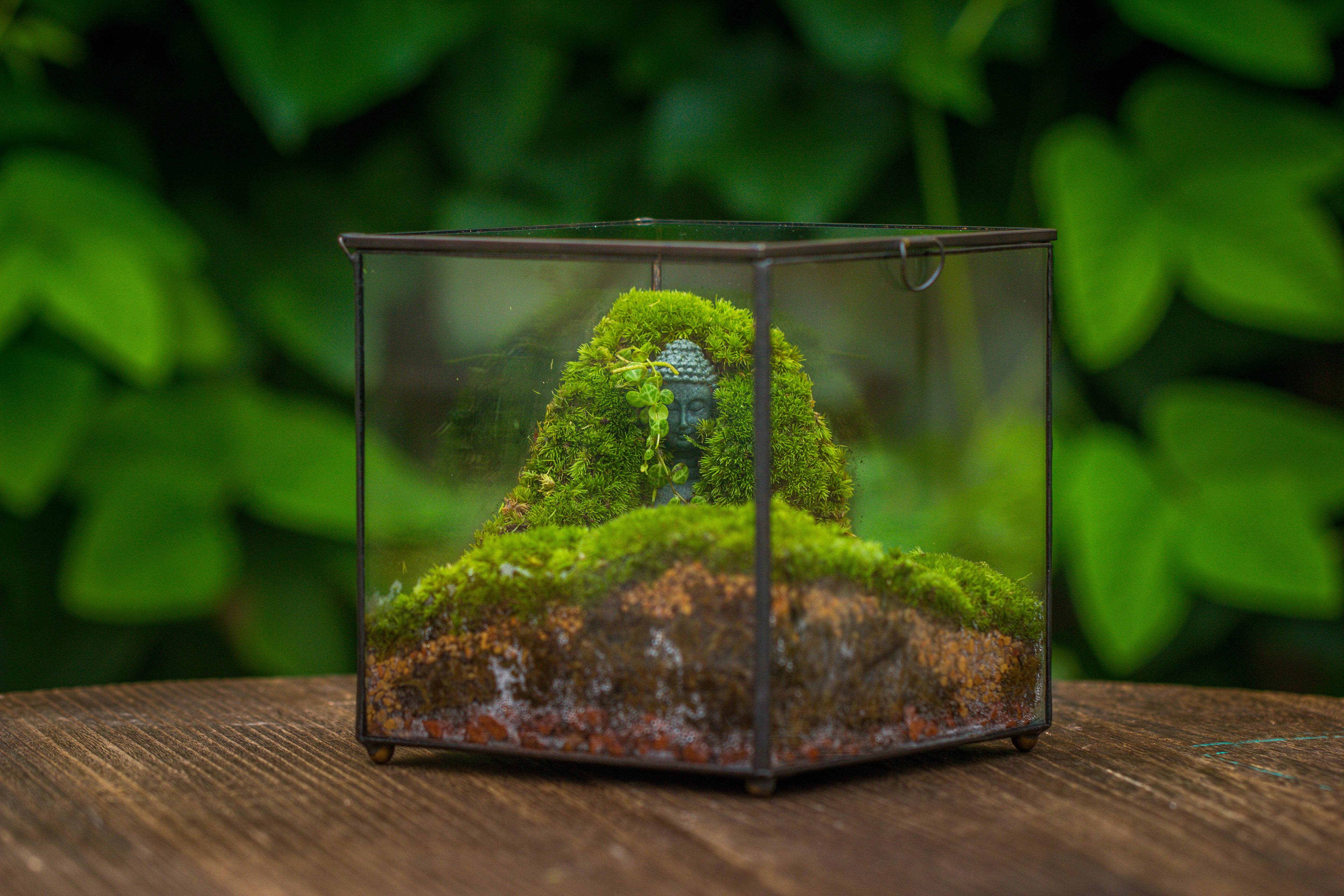 NCYP Close Geometric Glass Terrarium with Door, Tin Sealed Cube 5.9 inches Planter Succulent Cacti Fern Flower Pot - NCYPgarden