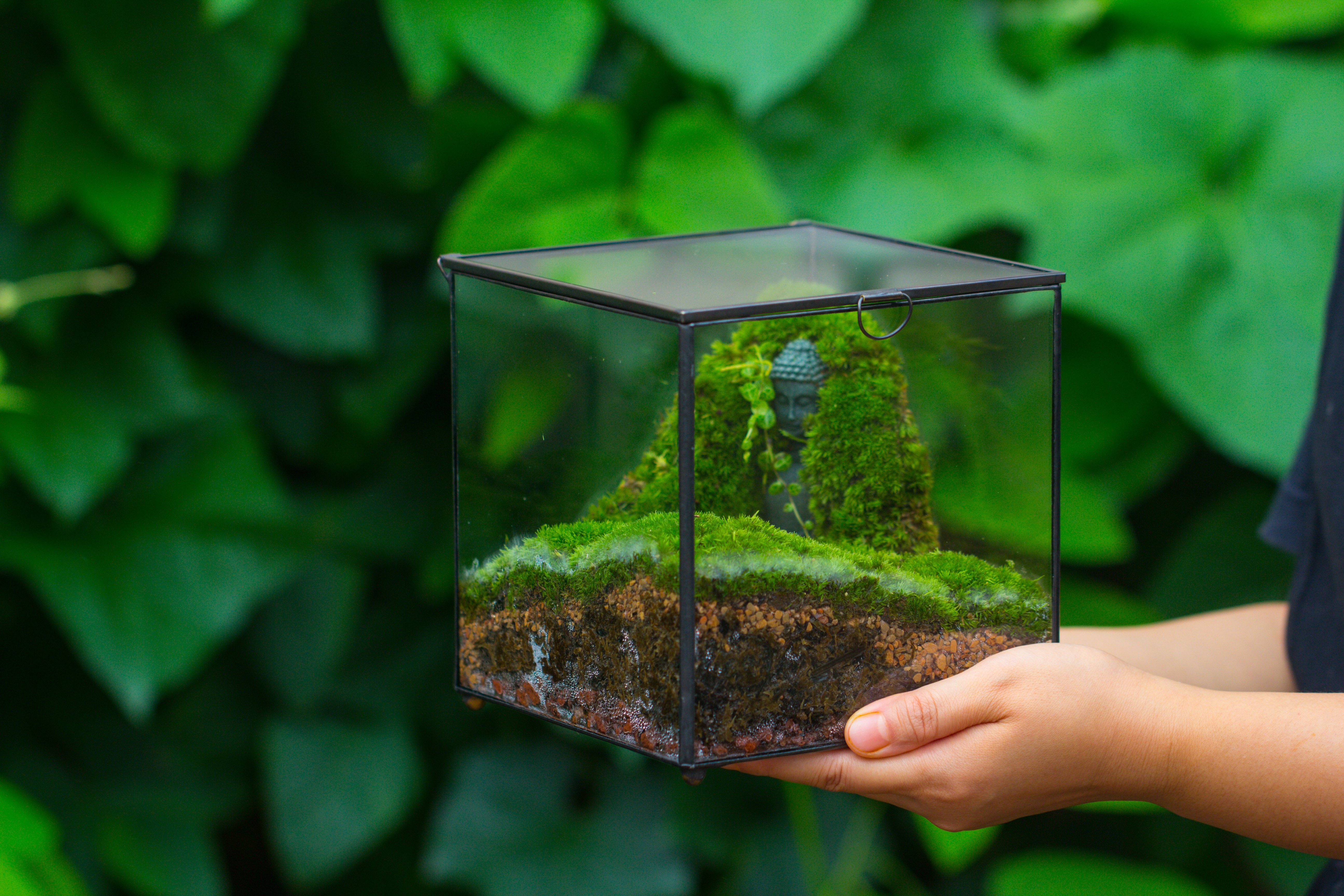 NCYP Close Geometric Glass Terrarium with Door, Tin Sealed Cube 5.9 inches Planter Succulent Cacti Fern Flower Pot - NCYPgarden