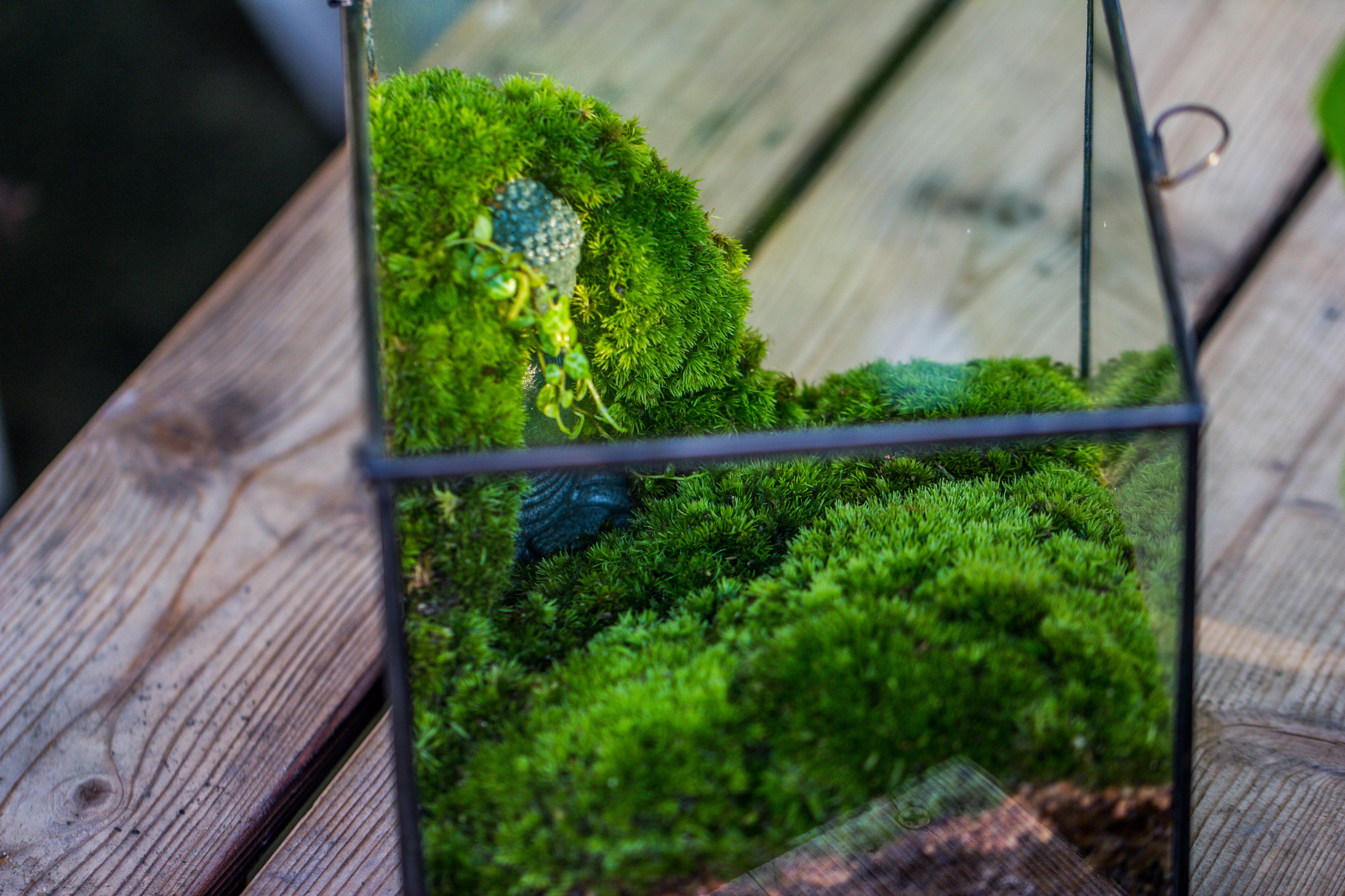 NCYP Close Geometric Glass Terrarium with Door, Tin Sealed Cube 5.9 inches Planter Succulent Cacti Fern Flower Pot - NCYPgarden