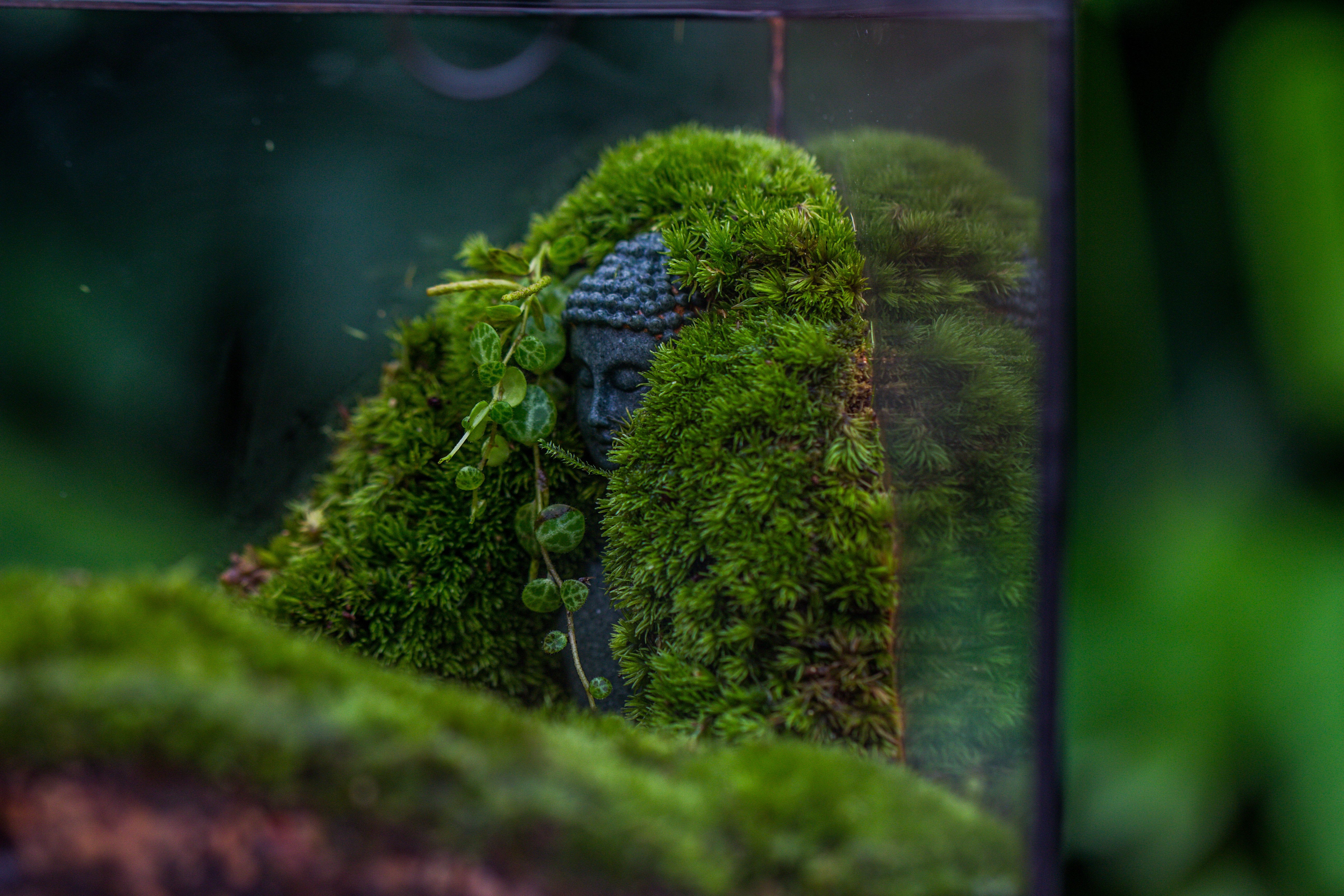 NCYP Close Geometric Glass Terrarium with Door, Tin Sealed Cube 5.9 inches Planter Succulent Cacti Fern Flower Pot - NCYPgarden