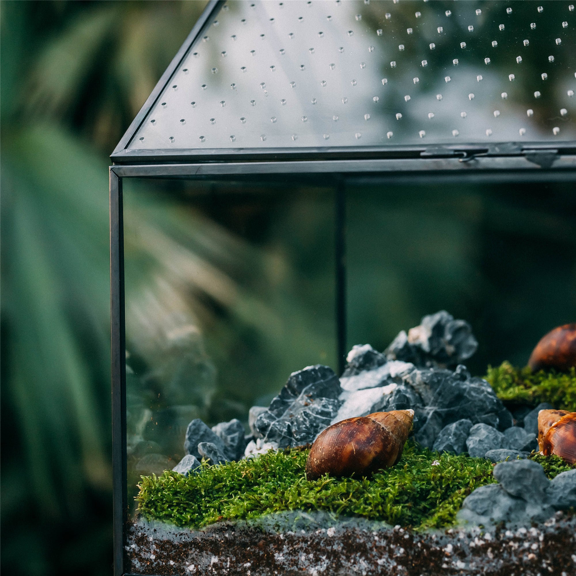 NCYP Handmade Large House Shape Tabletop, with Acrylic Mesh Vent, Swing Lid Latch Geometric Glass Terrarium Box for Snail PH04G3 - NCYPgarden
