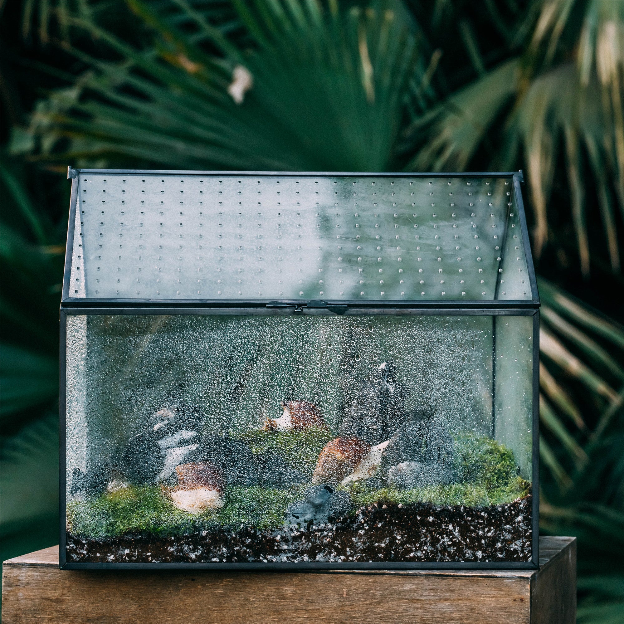 NCYP Handmade Large House Shape Tabletop, with Acrylic Mesh Vent, Swing Lid Latch Geometric Glass Terrarium Box for Snail PH04G3 - NCYPgarden
