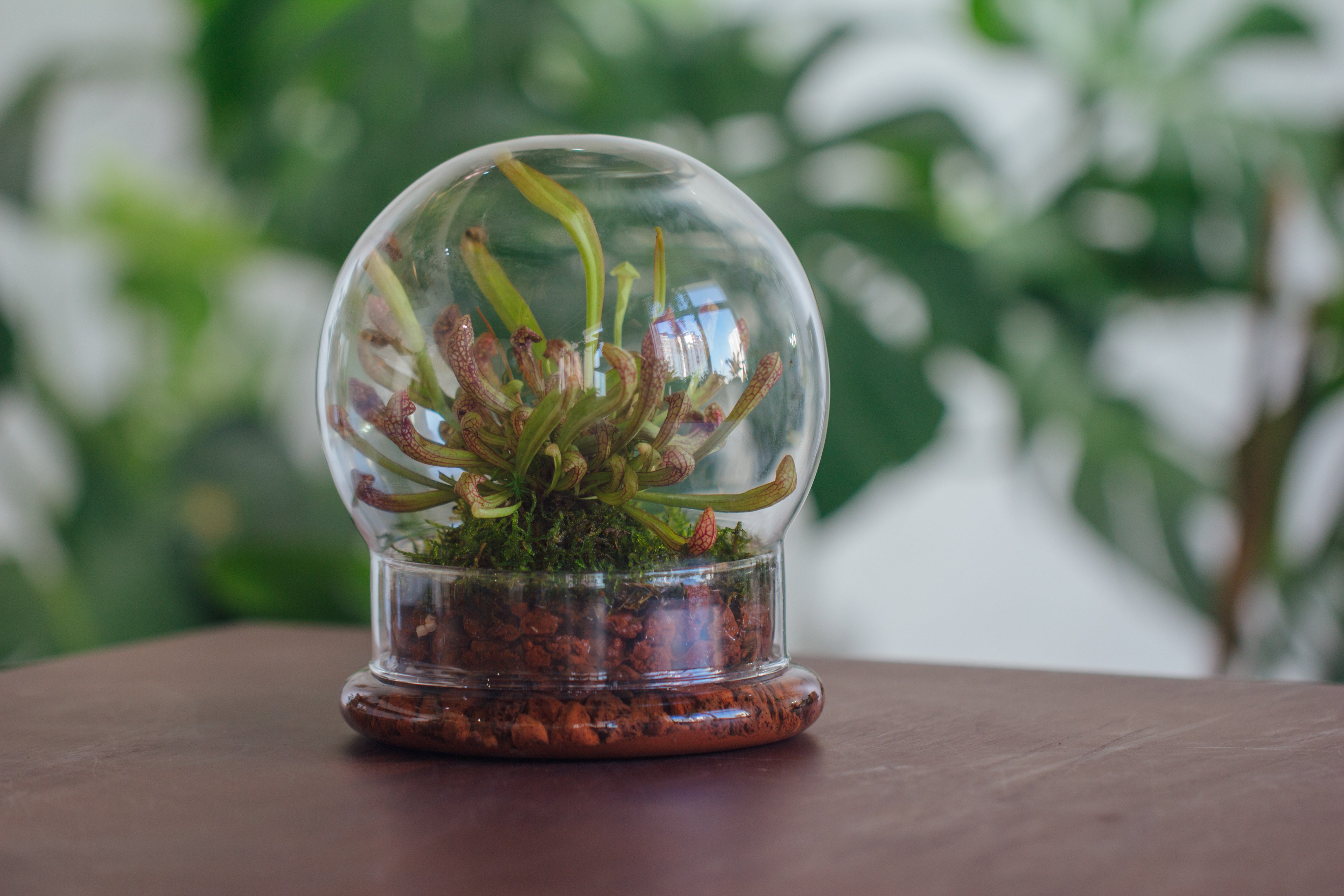 NCYP Decorative Clear Glass Dome with Base - 5.8x7 Inches Glass Cloche Bell Jar for Wedding - Tabletop Display Terrarium for Flower - DIY Keepsake - Centerpiece (Terrarium Only) - NCYPgarden