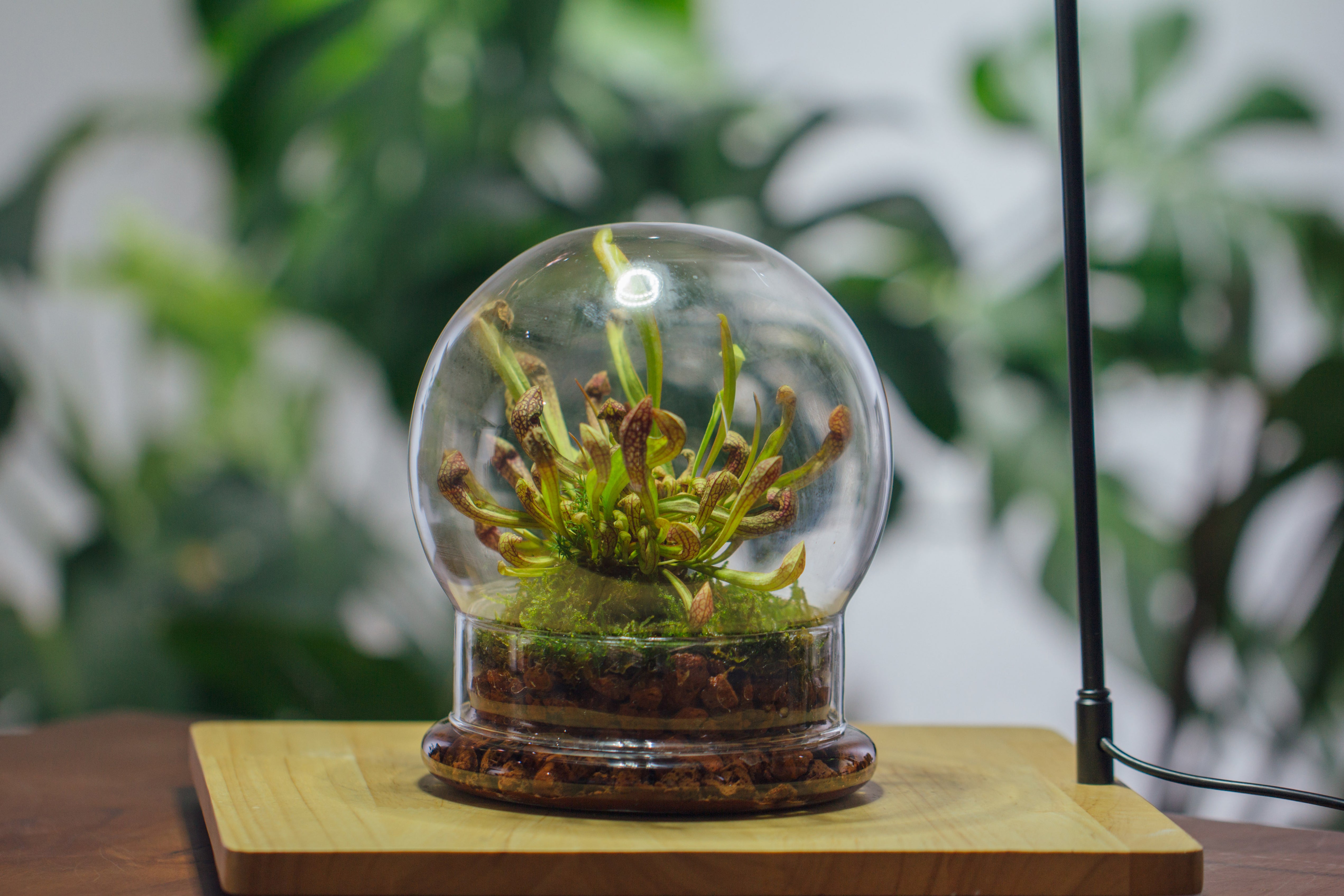 NCYP Decorative Clear Glass Dome with Base - 5.8x7 Inches Glass Cloche Bell Jar for Wedding - Tabletop Display Terrarium for Flower - DIY Keepsake - Centerpiece (Terrarium Only) - NCYPgarden