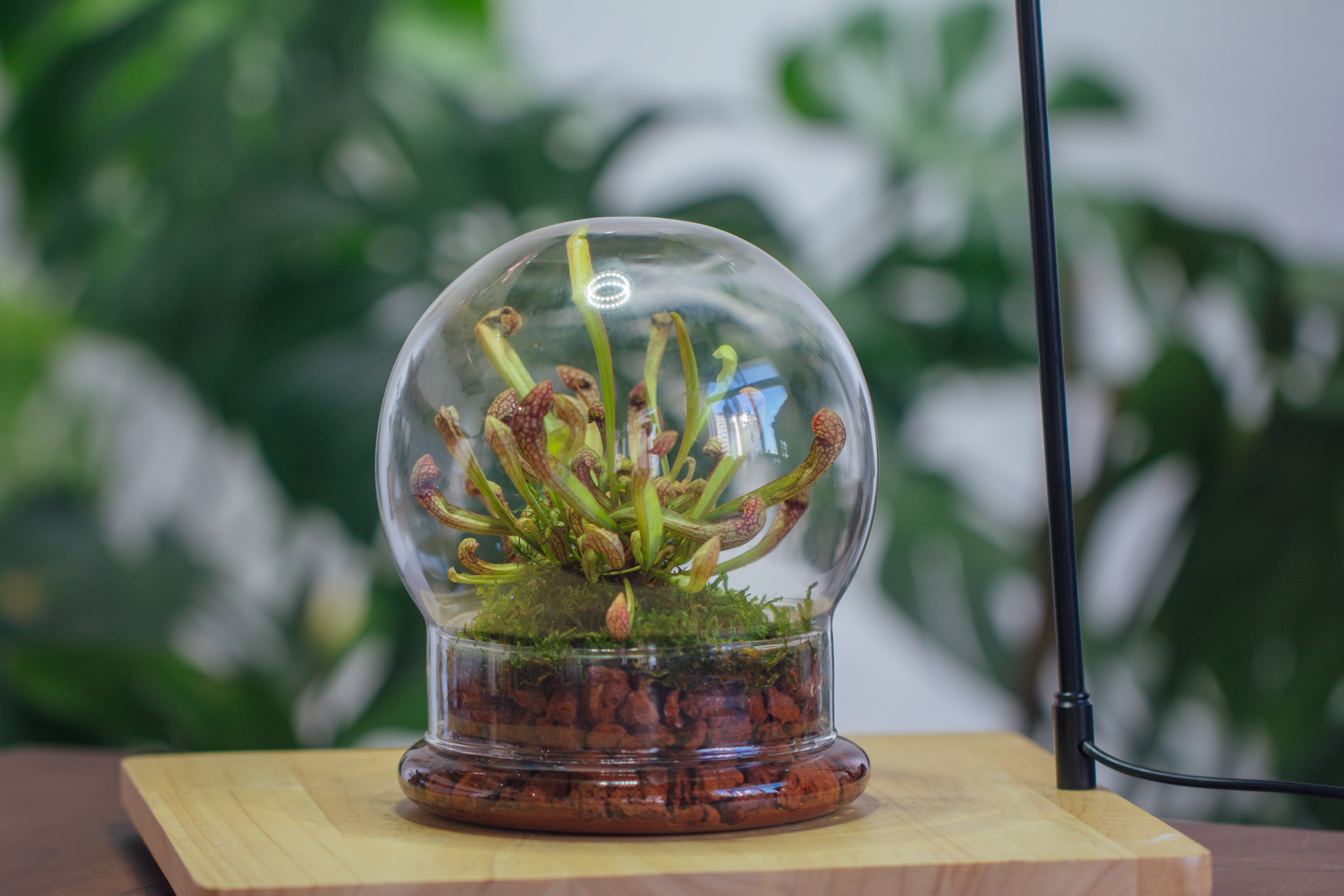 NCYP Decorative Clear Glass Dome with Base - 5.8x7 Inches Glass Cloche Bell Jar for Wedding - Tabletop Display Terrarium for Flower - DIY Keepsake - Centerpiece (Terrarium Only) - NCYPgarden