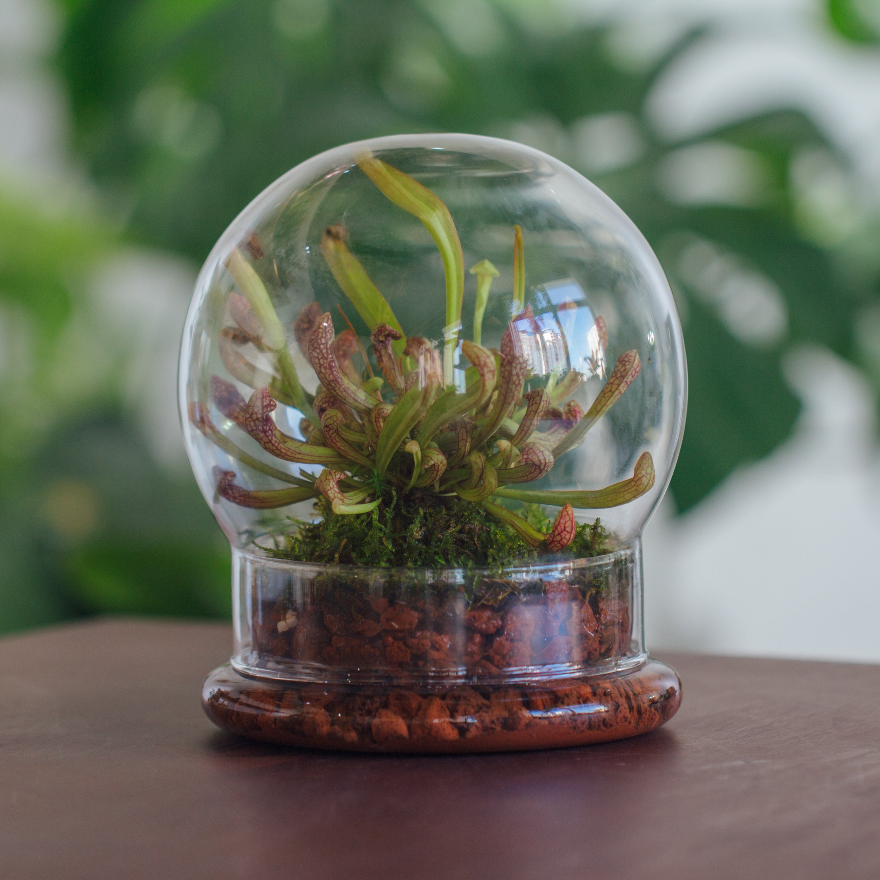 NCYP Decorative Clear Glass Dome with Base - 5.8x7 Inches Glass Cloche Bell Jar for Wedding - Tabletop Display Terrarium for Flower - DIY Keepsake - Centerpiece (Terrarium Only) - NCYPgarden