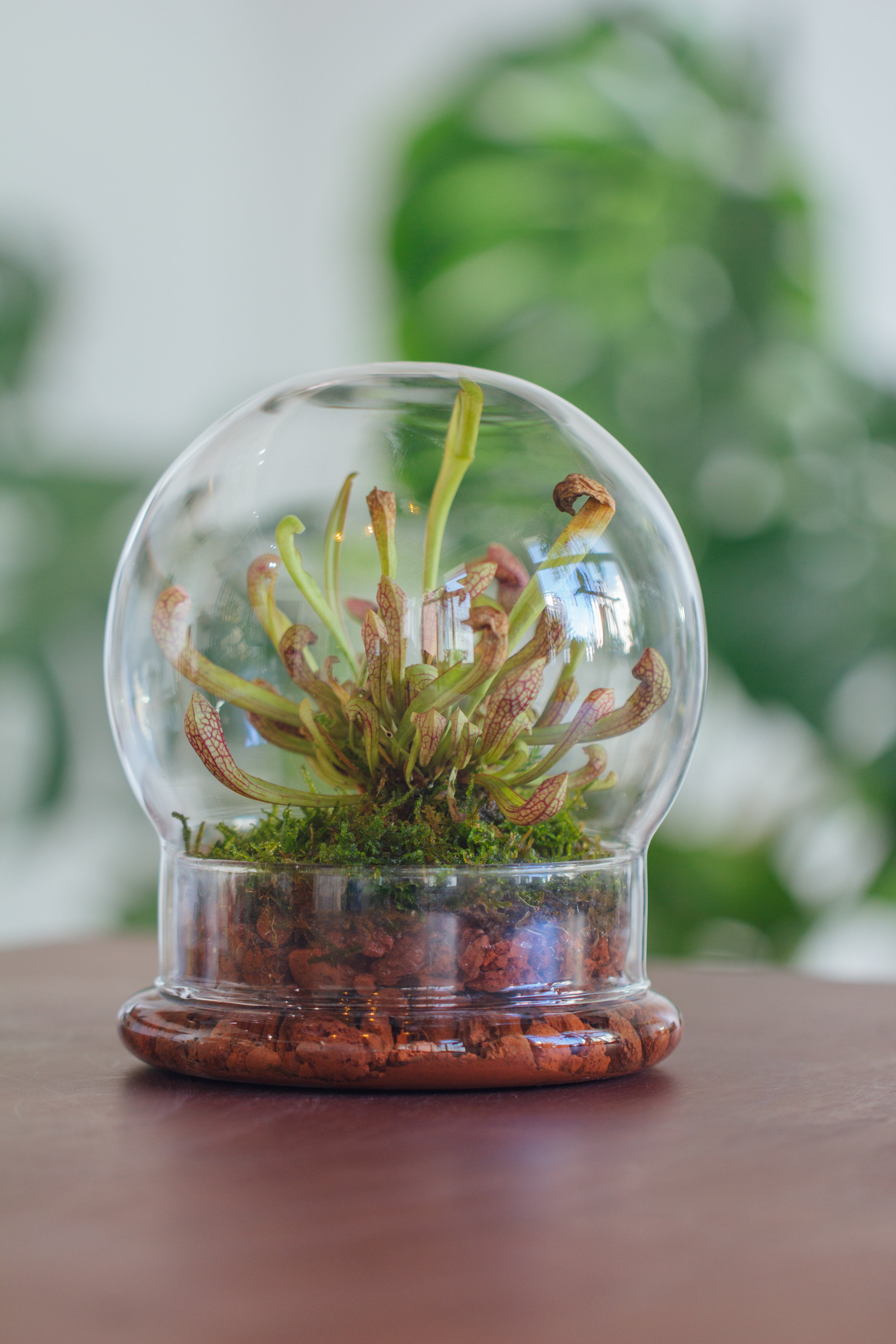 NCYP Decorative Clear Glass Dome with Base - 5.8x7 Inches Glass Cloche Bell Jar for Wedding - Tabletop Display Terrarium for Flower - DIY Keepsake - Centerpiece (Terrarium Only) - NCYPgarden