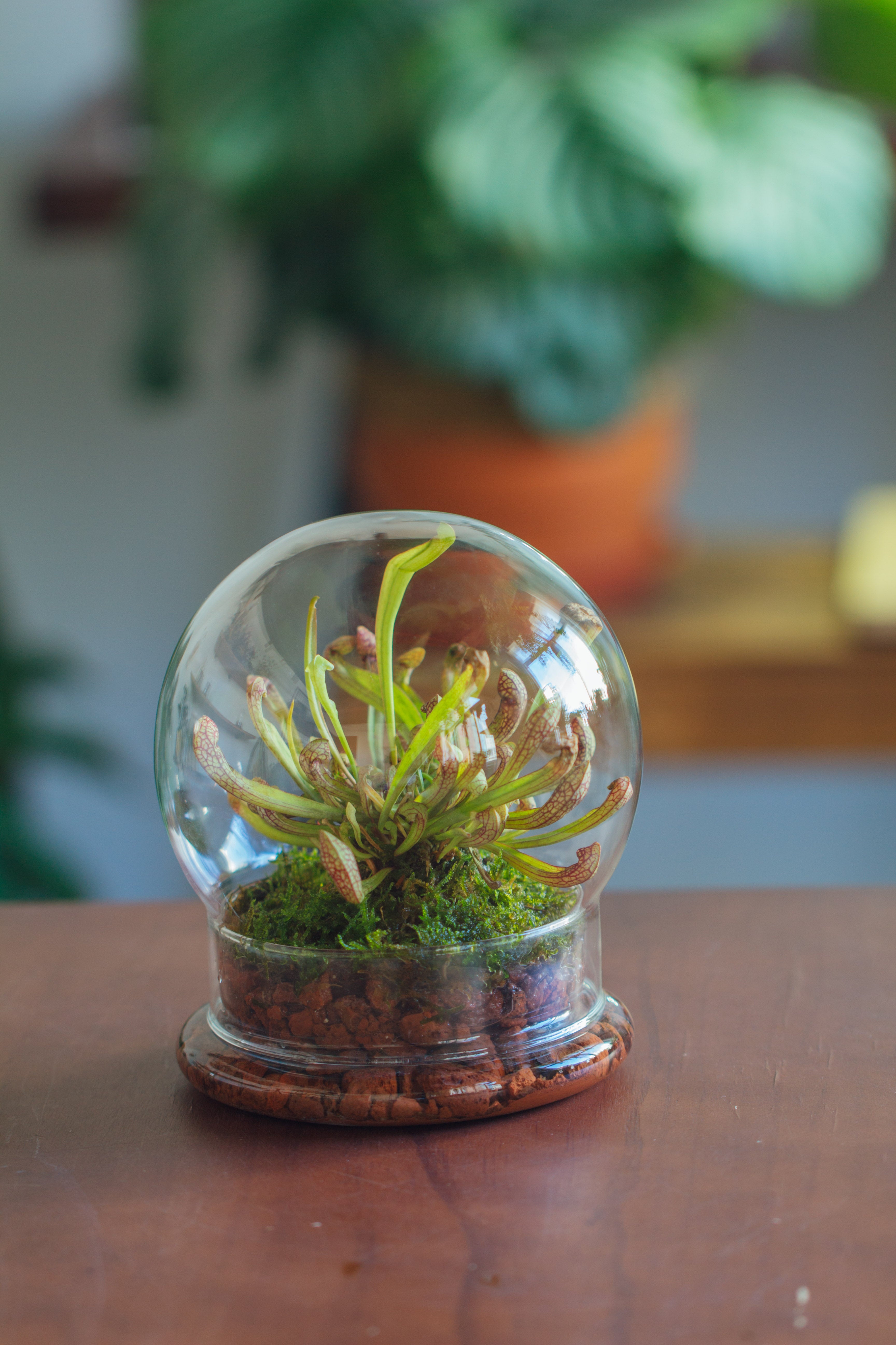 NCYP Decorative Clear Glass Dome with Base - 5.8x7 Inches Glass Cloche Bell Jar for Wedding - Tabletop Display Terrarium for Flower - DIY Keepsake - Centerpiece (Terrarium Only) - NCYPgarden