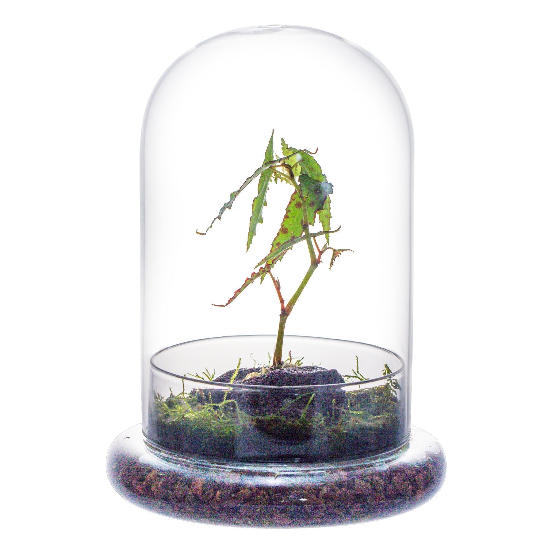 Cloche with Base 20CM Glass dome Glass Cloche Dome Cover Terrarium Container with Airhole for Venus Flytrap CD01G2 - NCYPgarden