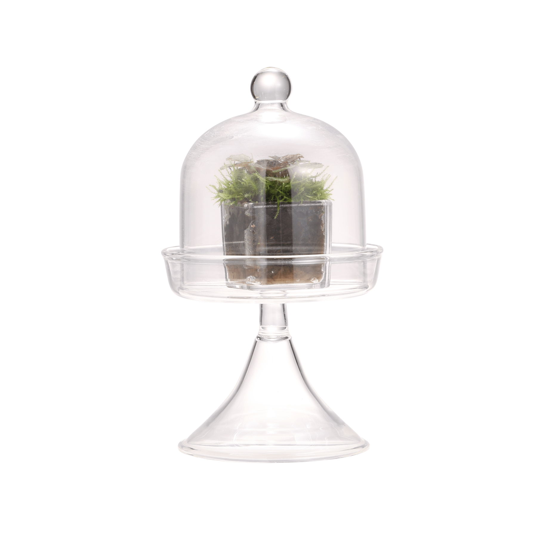 3 units Mini glass serve stand dome cloche set 7x12.8cm - NCYPgarden