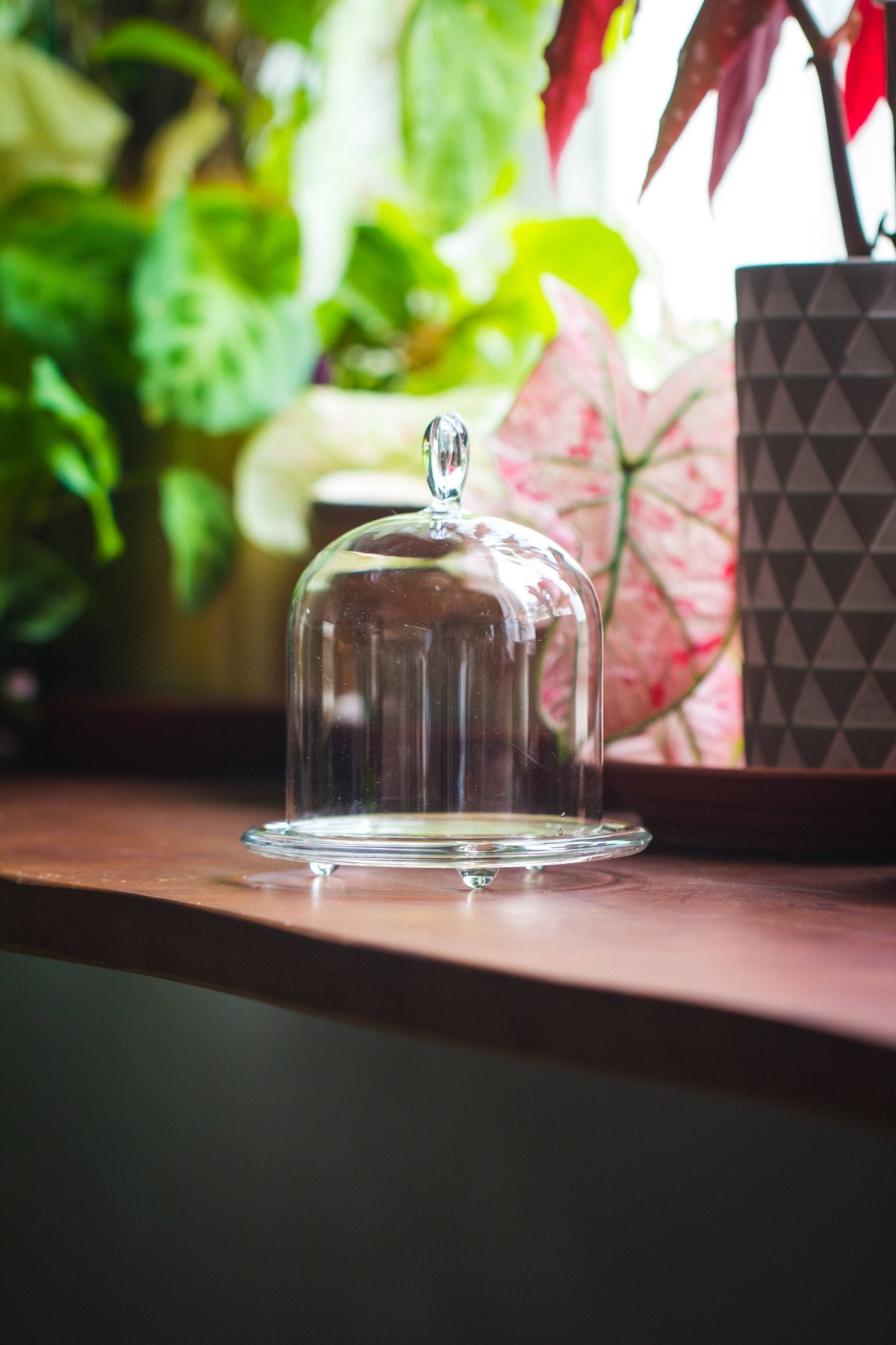 Heart Shape Tip Glass cloche with glass base and metal gold base set - NCYPgarden