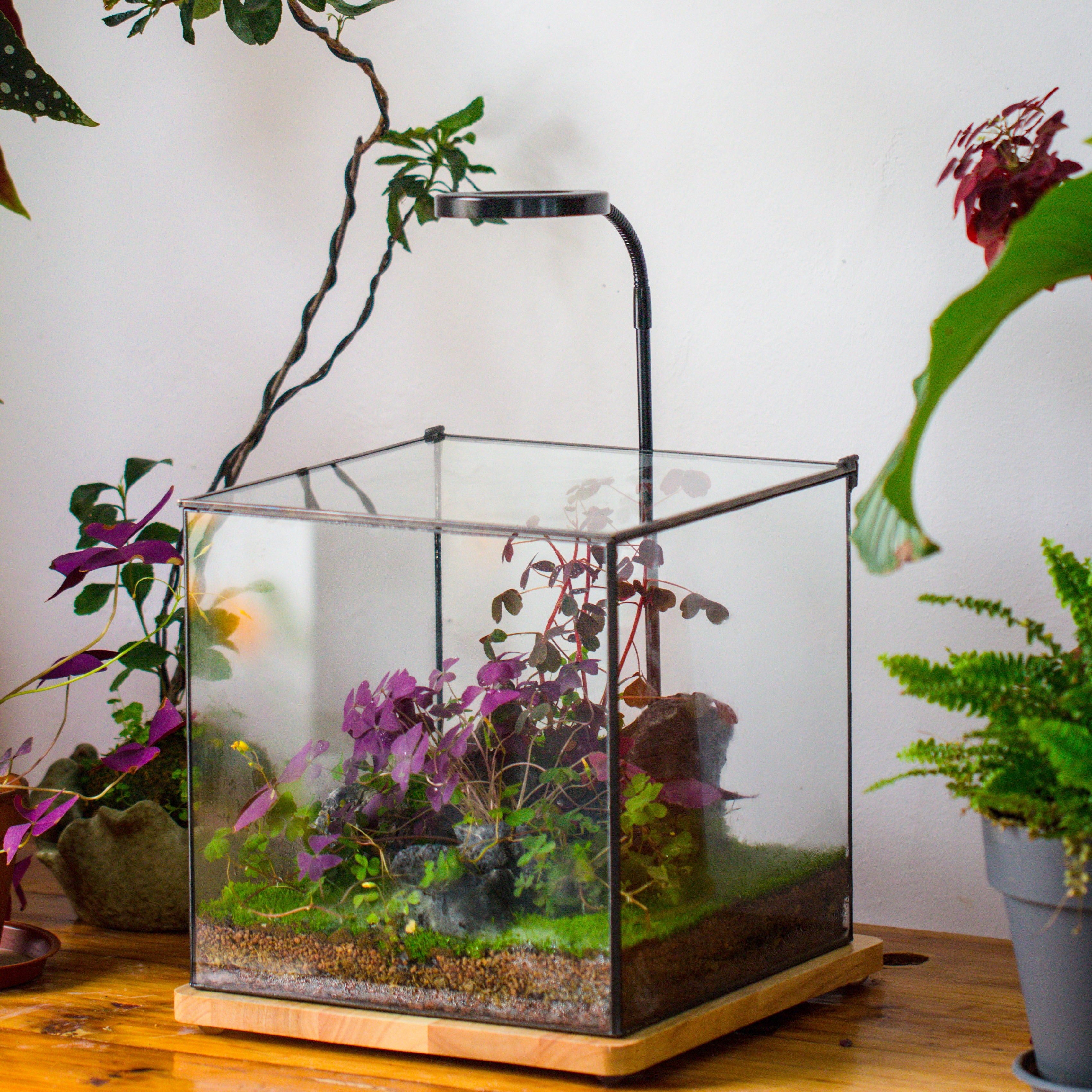 Handmade 8x8x10'' Cube Closed Geometric Glass Tin Terrarium with LED Grow Light Set - NCYPgarden