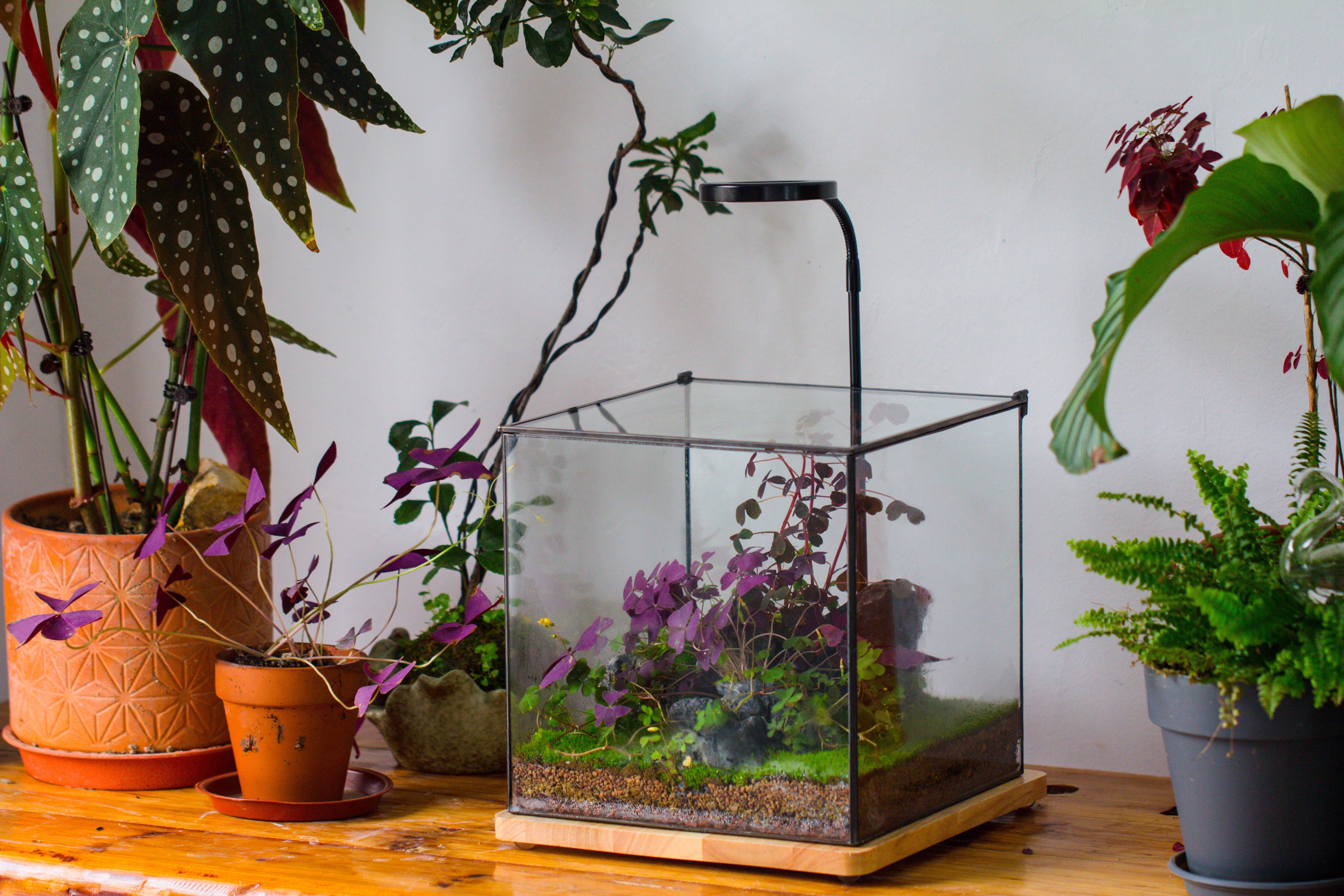 Handmade 8x8x10'' Cube Closed Geometric Glass Tin Terrarium with LED Grow Light Set - NCYPgarden