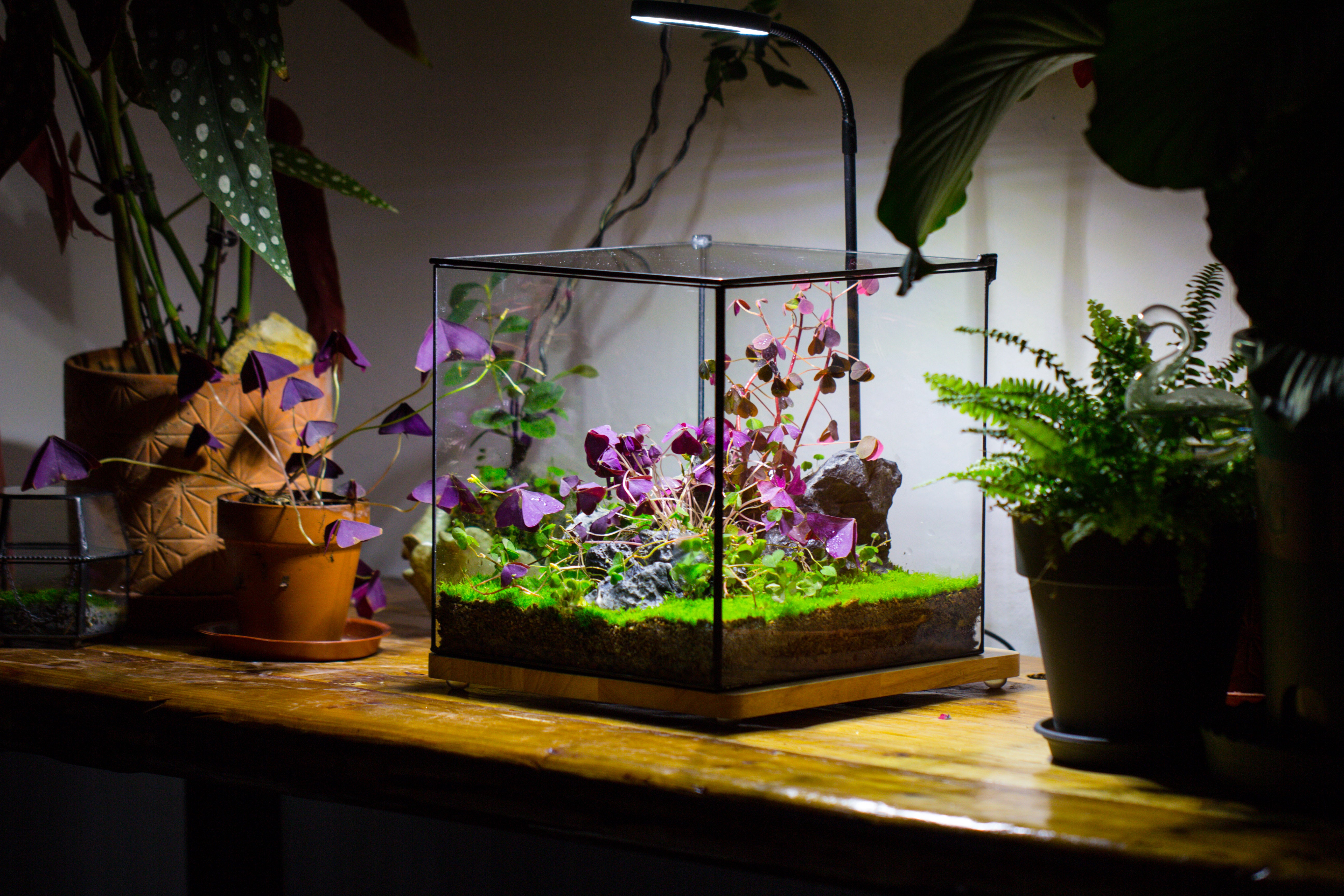 Handmade 8x8x10'' Cube Closed Geometric Glass Tin Terrarium with LED Grow Light Set - NCYPgarden