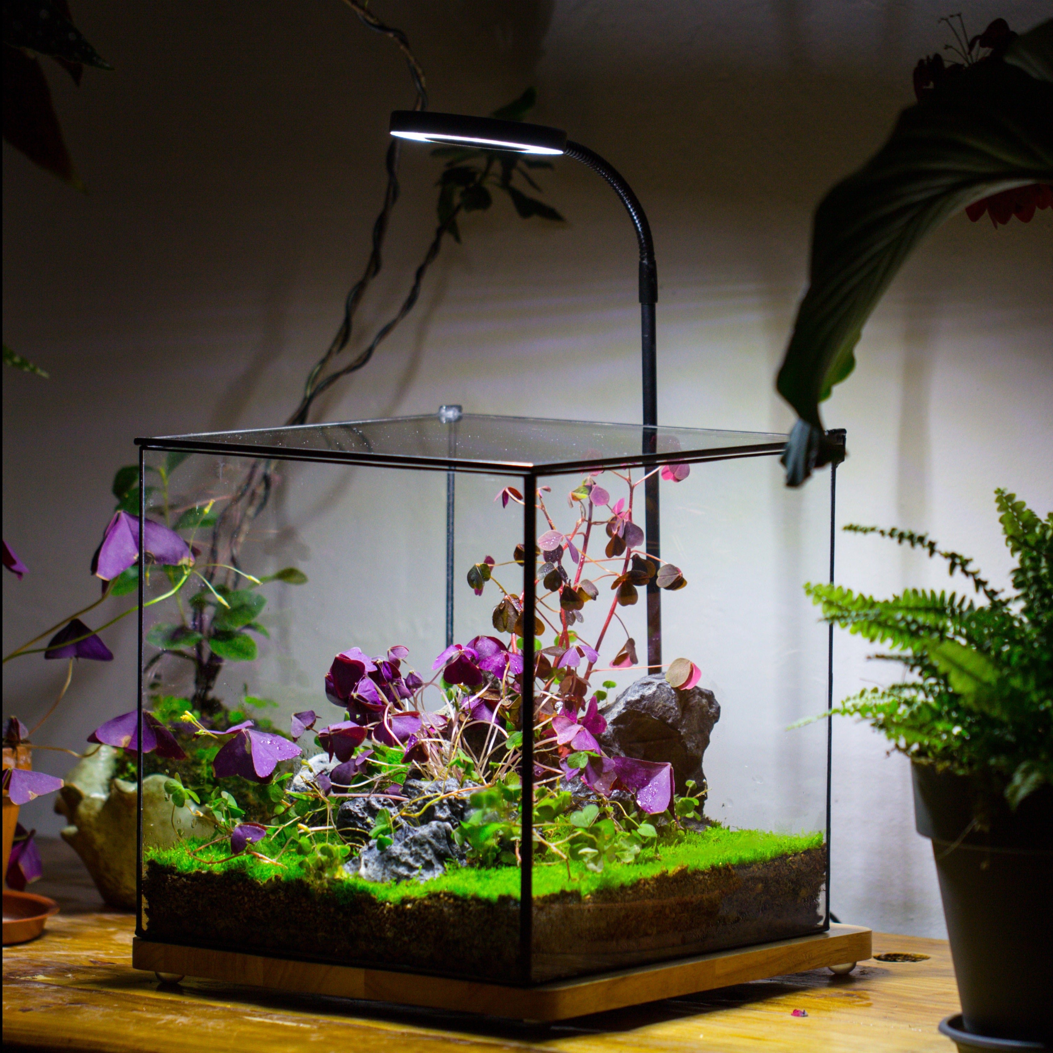 Handmade 8x8x10'' Cube Closed Geometric Glass Tin Terrarium with LED Grow Light Set - NCYPgarden