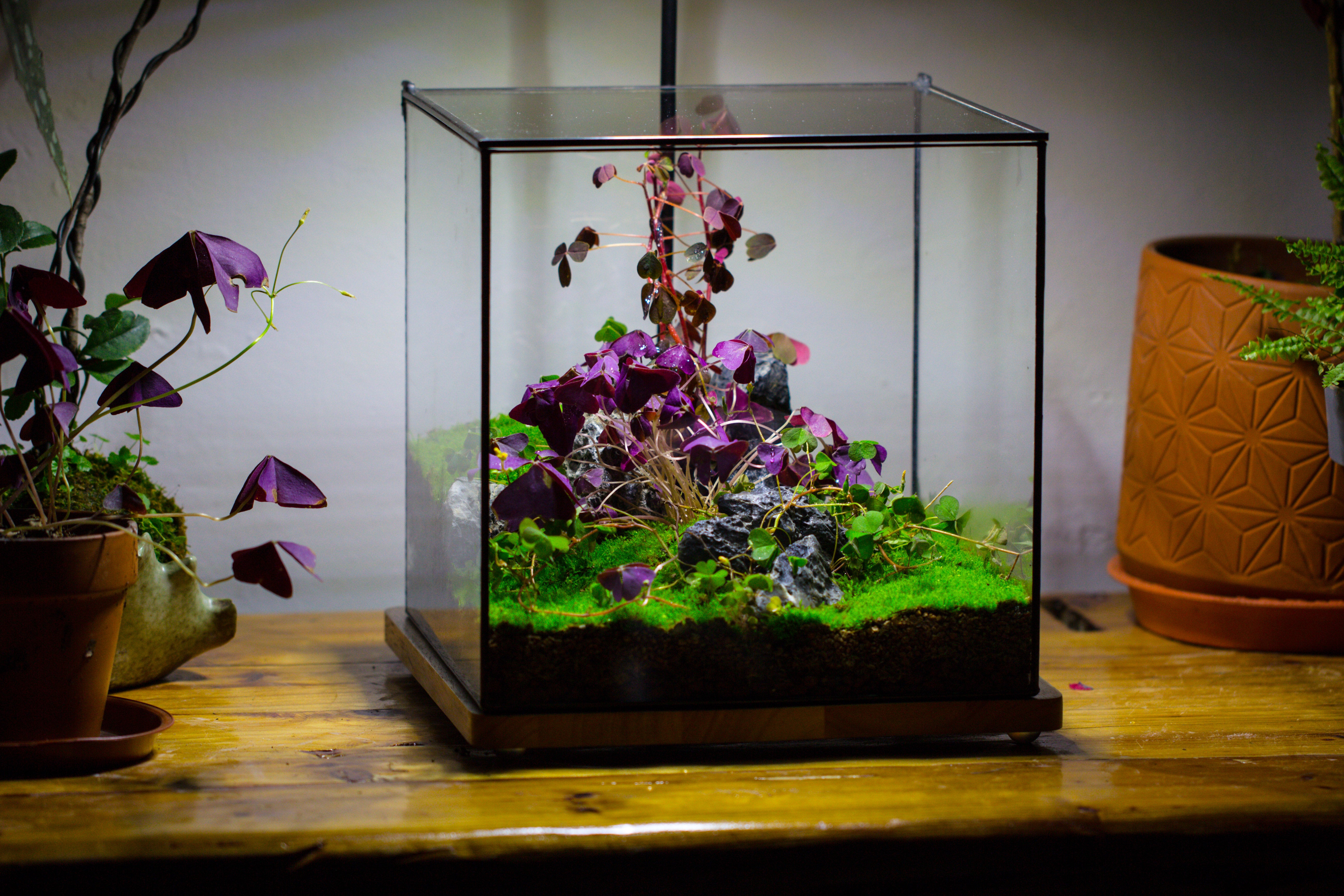 Handmade 8x8x10'' Cube Closed Geometric Glass Tin Terrarium with LED Grow Light Set - NCYPgarden