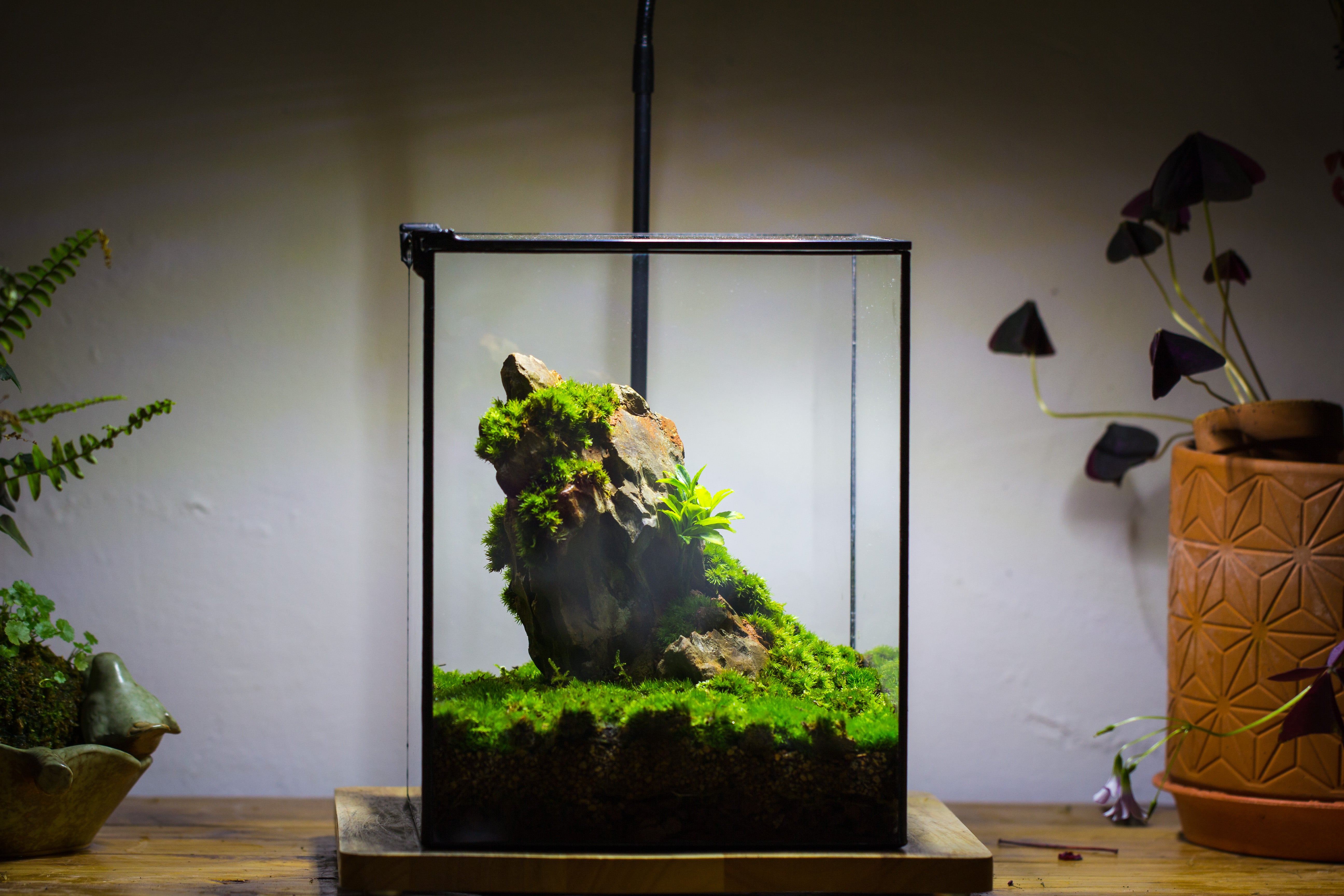 8x8x10" NCYP Basic Rectangle Close Geometric Glass Tin Terrarium, Planter for Moss Wall, Fern, Landscape, No plants - NCYPgarden