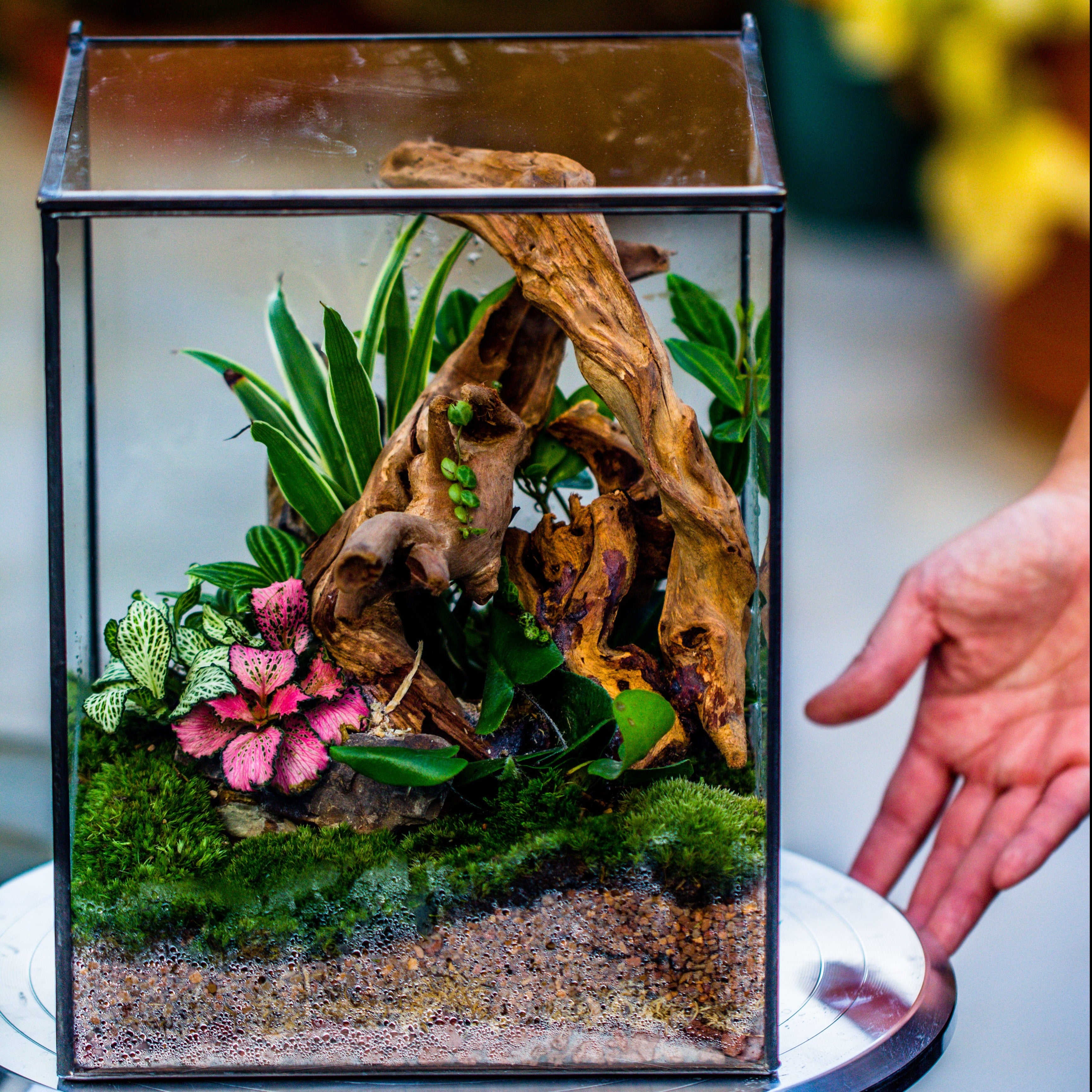 Handmade 8x8x10'' Cube Closed Geometric Glass Tin Terrarium with LED Grow Light Set - NCYPgarden