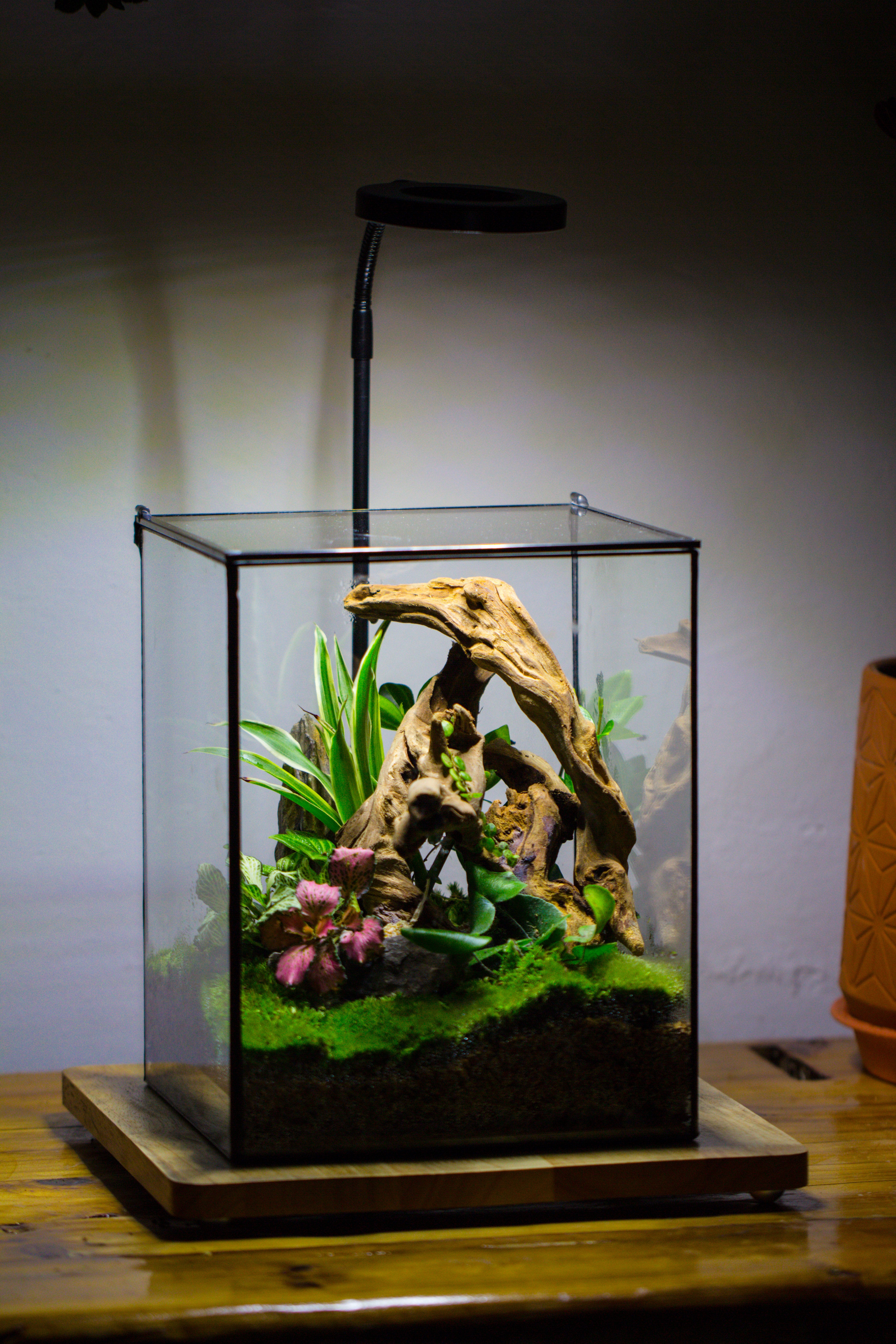 Handmade 8x8x10'' Cube Closed Geometric Glass Tin Terrarium with LED Grow Light Set - NCYPgarden