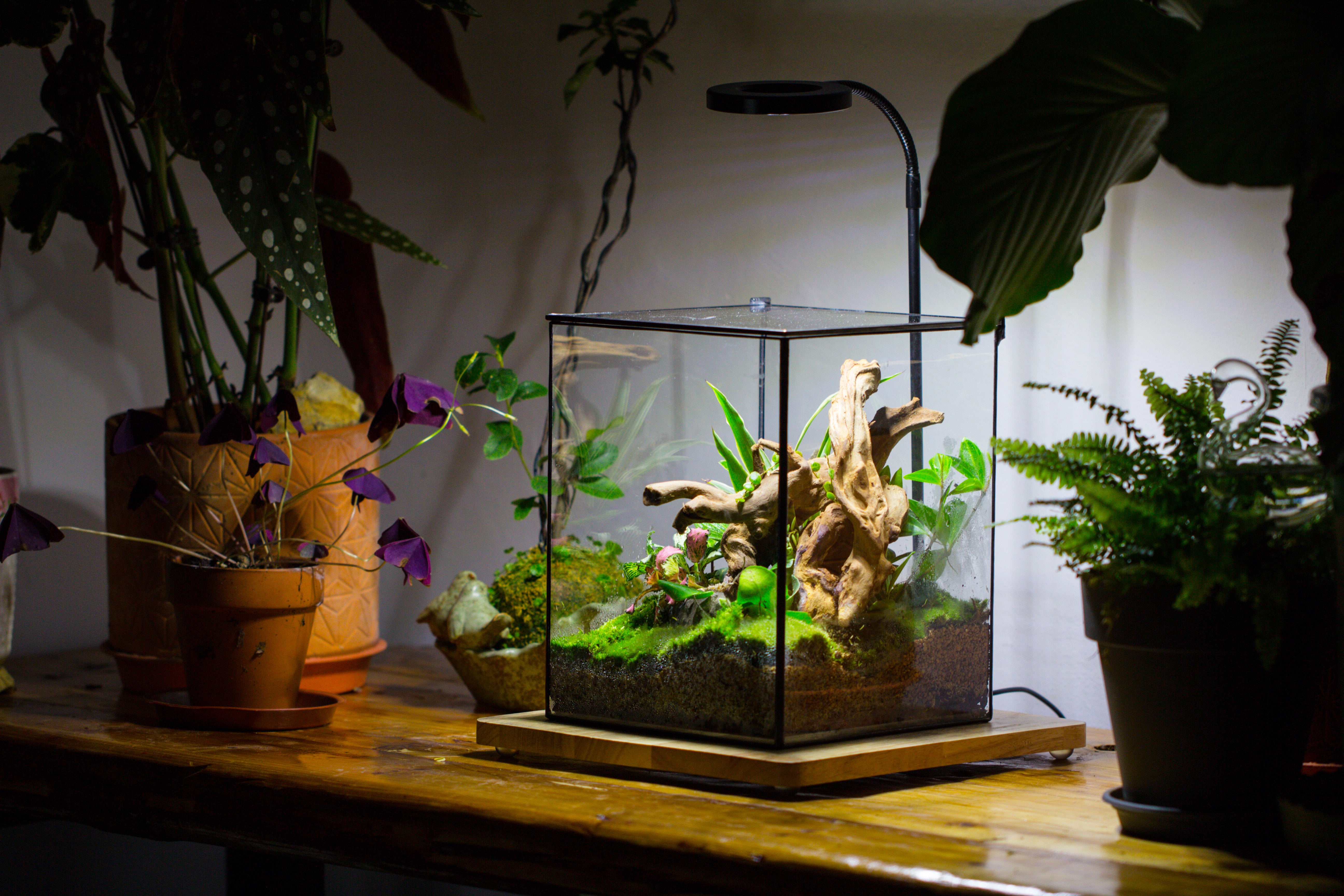 Handmade 8x8x10'' Cube Closed Geometric Glass Tin Terrarium with LED Grow Light Set - NCYPgarden
