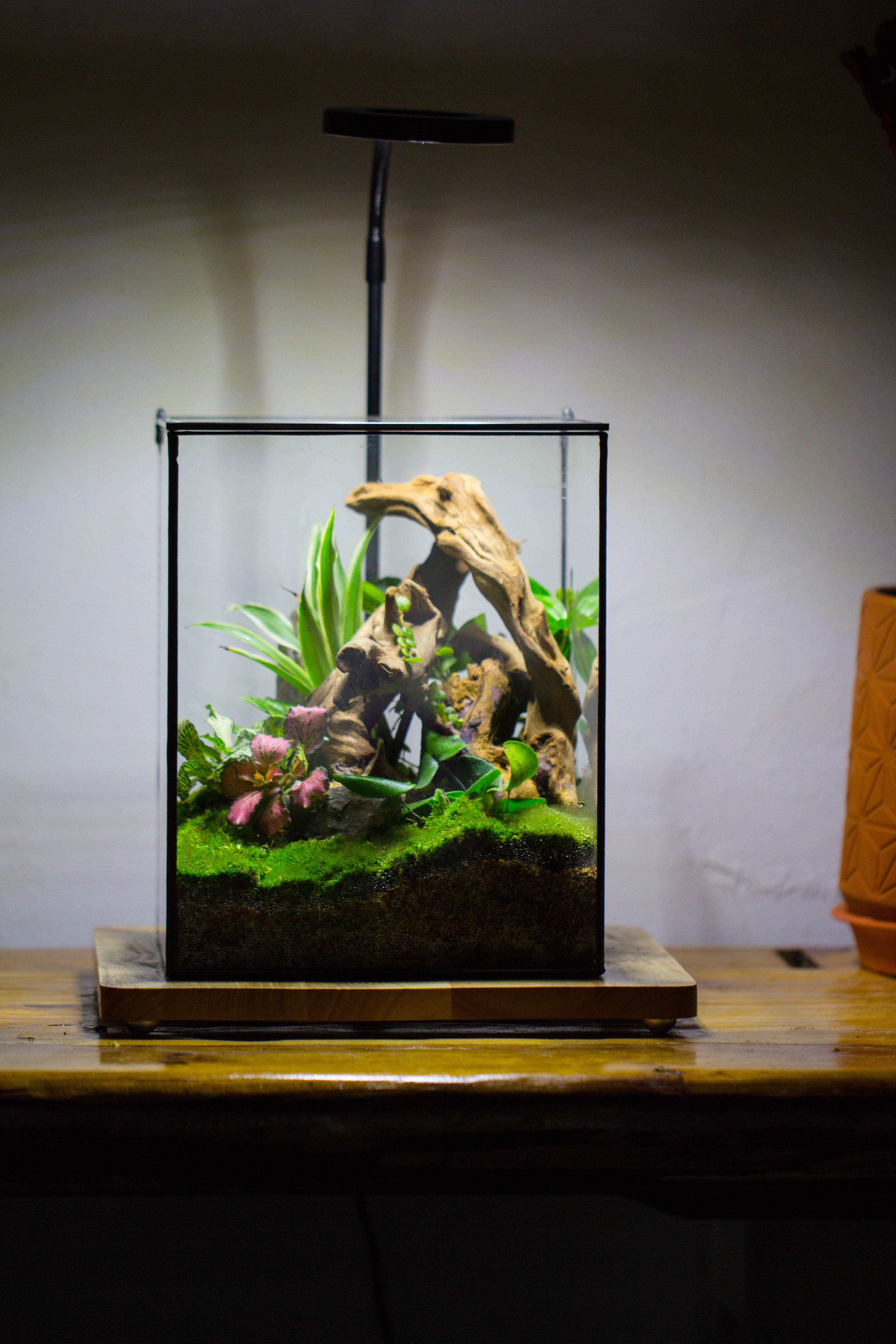 Handmade 8x8x10'' Cube Closed Geometric Glass Tin Terrarium with LED Grow Light Set - NCYPgarden