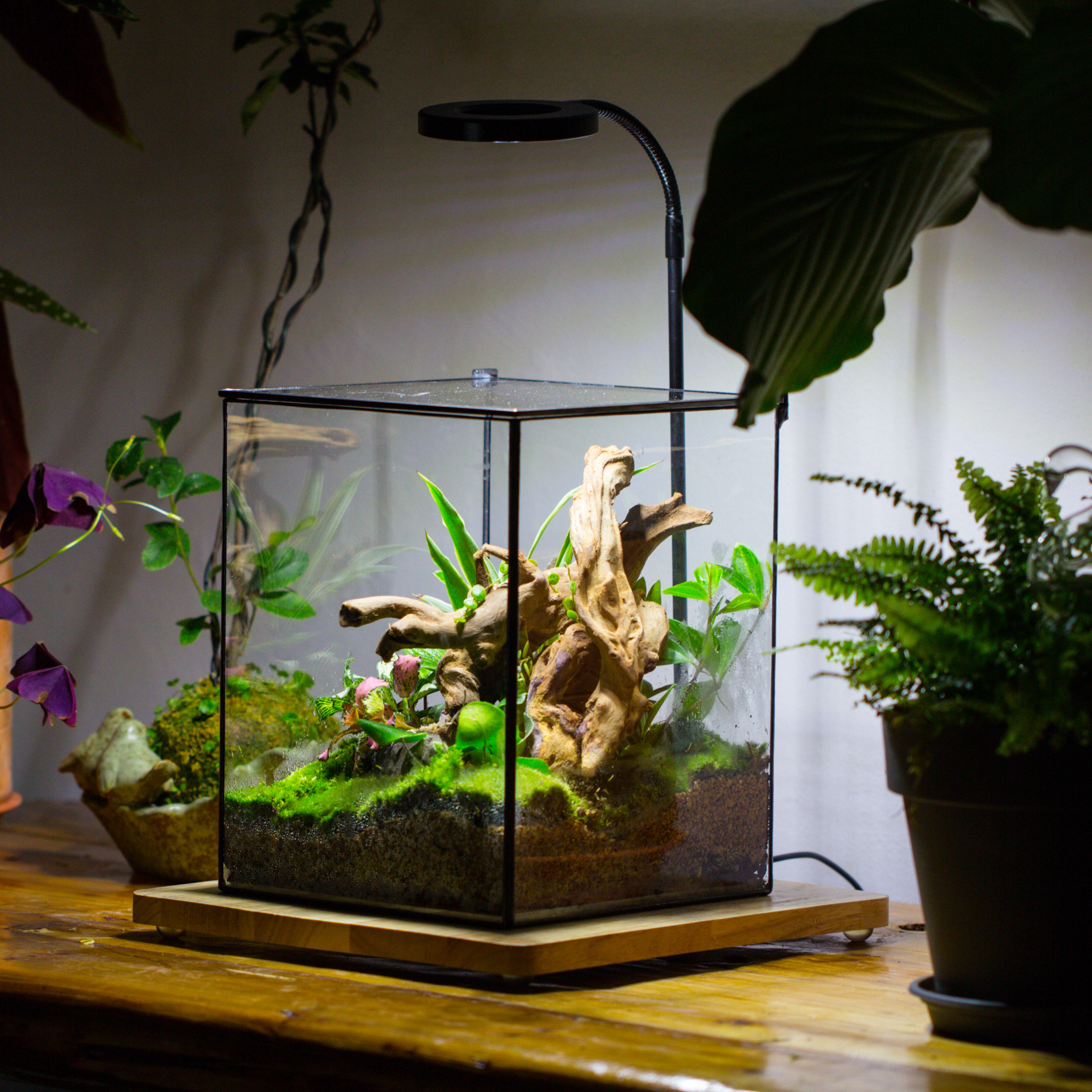 Handmade 8x8x10'' Cube Closed Geometric Glass Tin Terrarium with LED Grow Light Set - NCYPgarden