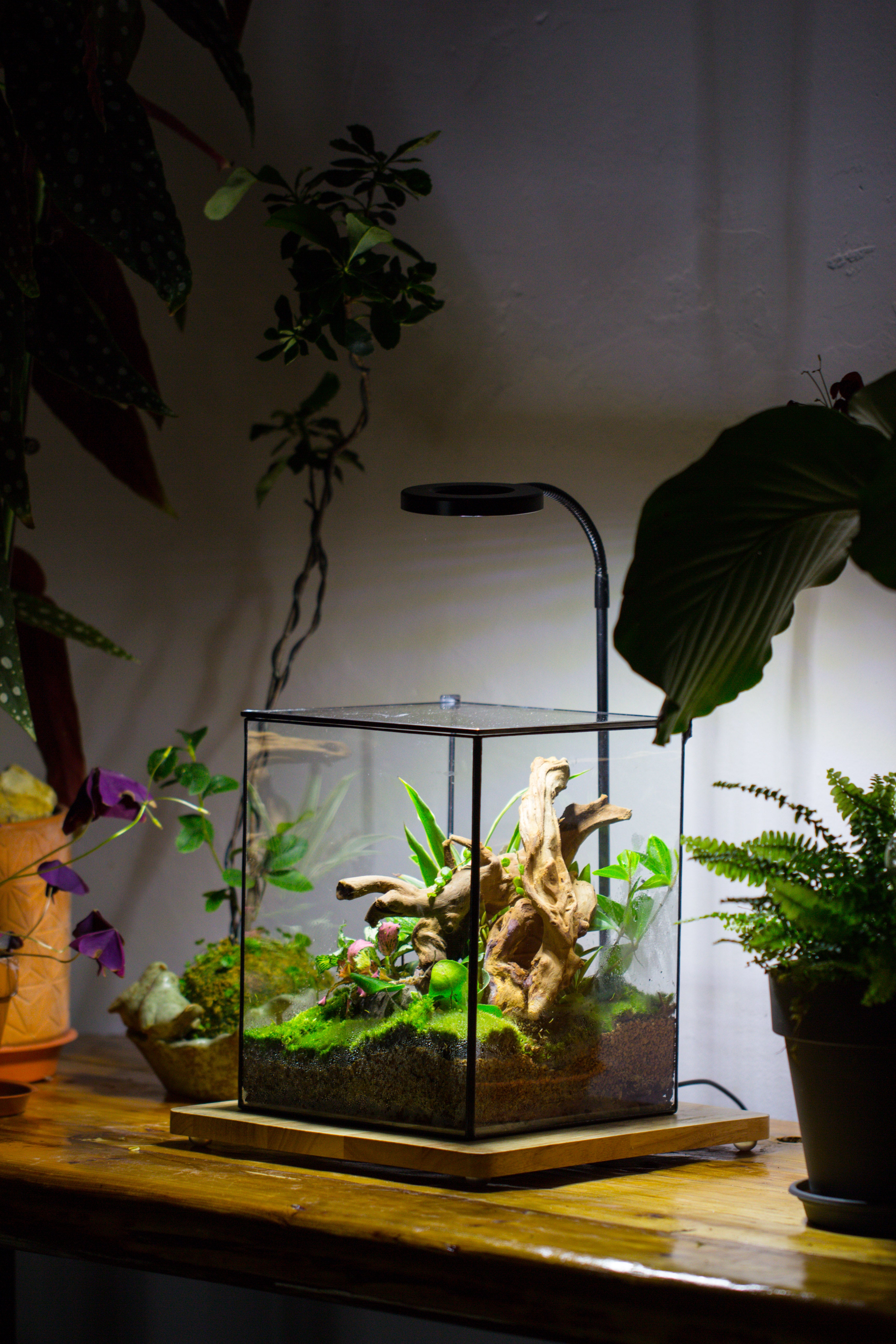 Handmade 8x8x10'' Cube Closed Geometric Glass Tin Terrarium with LED Grow Light Set - NCYPgarden