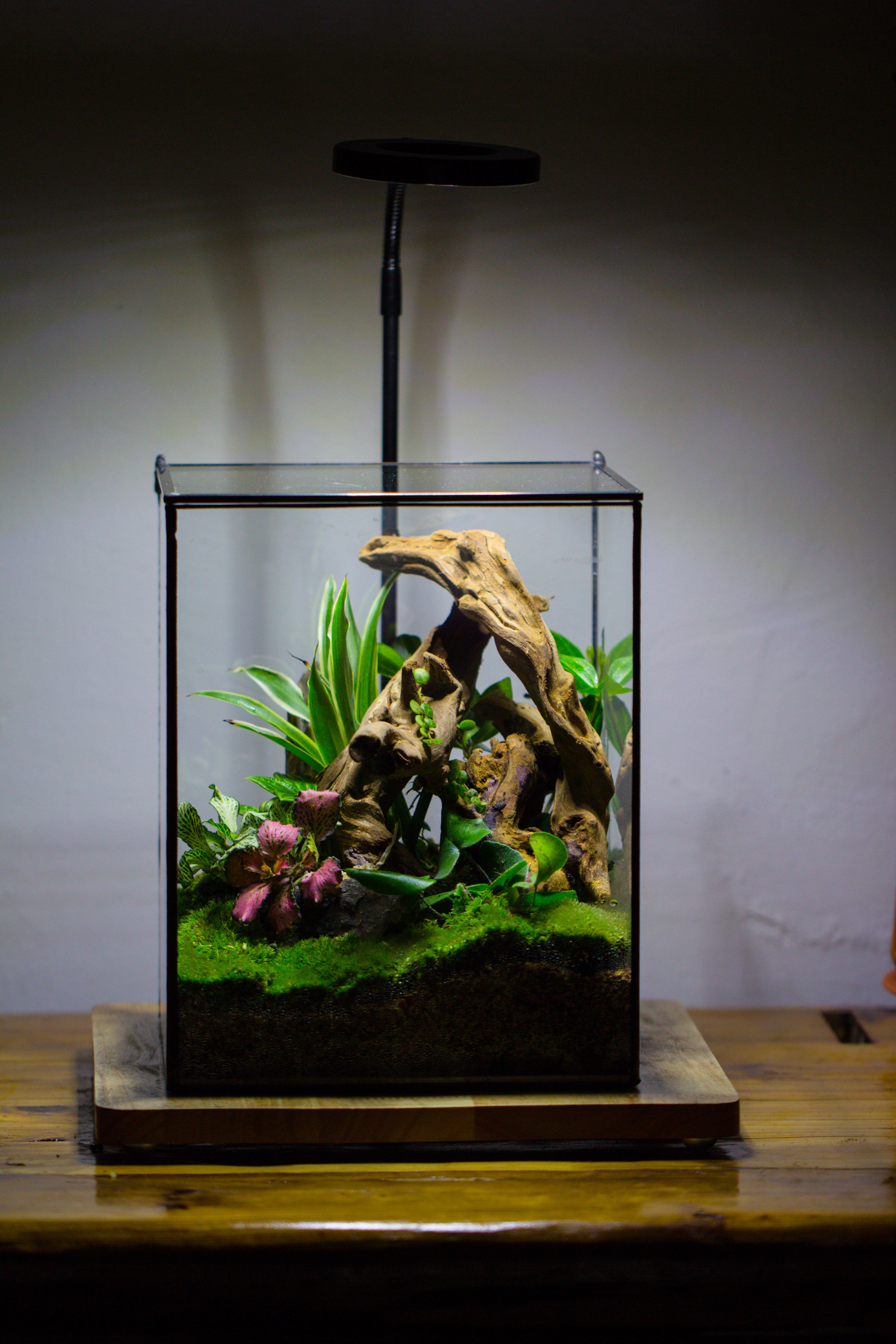 Handmade 8x8x10'' Cube Closed Geometric Glass Tin Terrarium with LED Grow Light Set - NCYPgarden