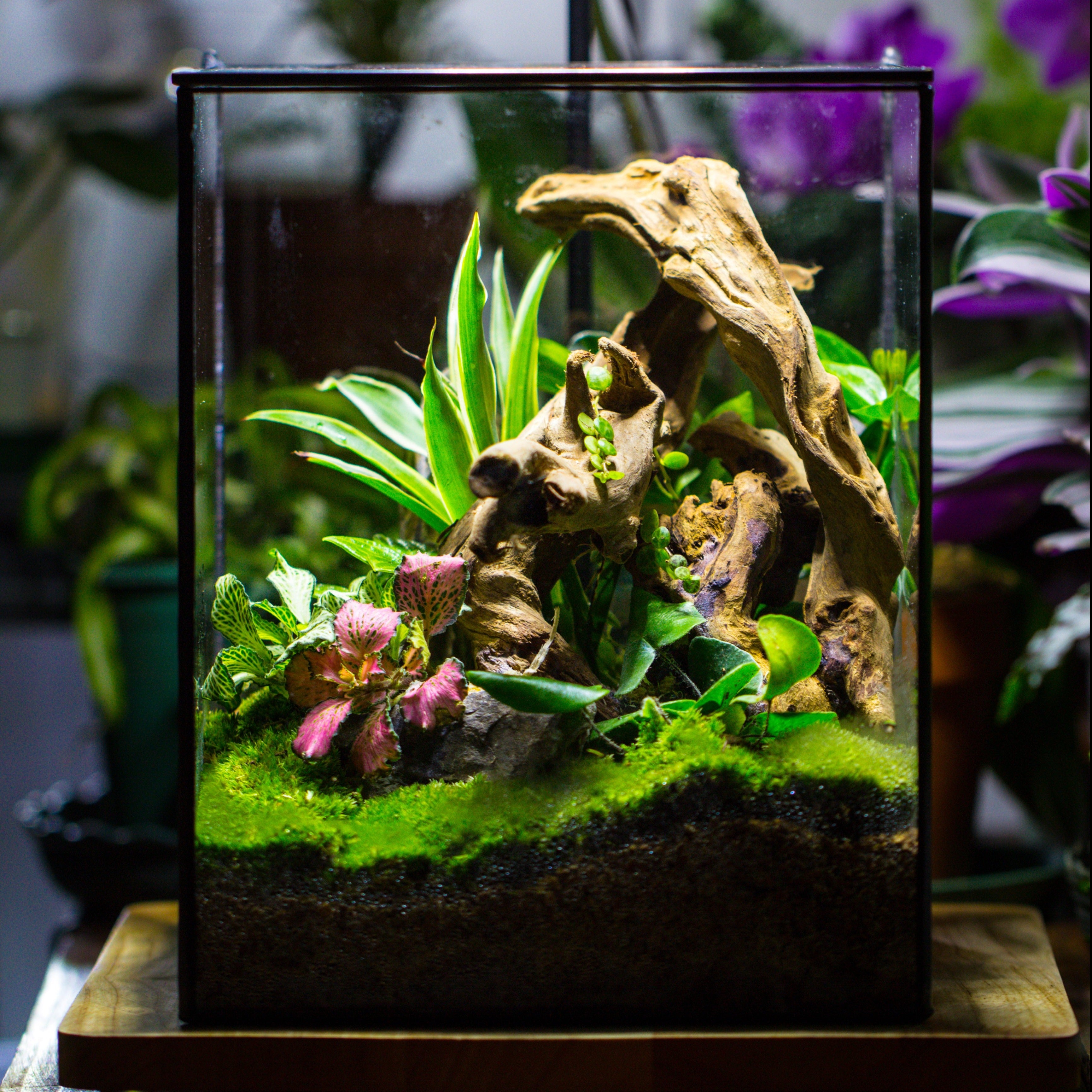 Handmade 8x8x10'' Cube Closed Geometric Glass Tin Terrarium with LED Grow Light Set - NCYPgarden