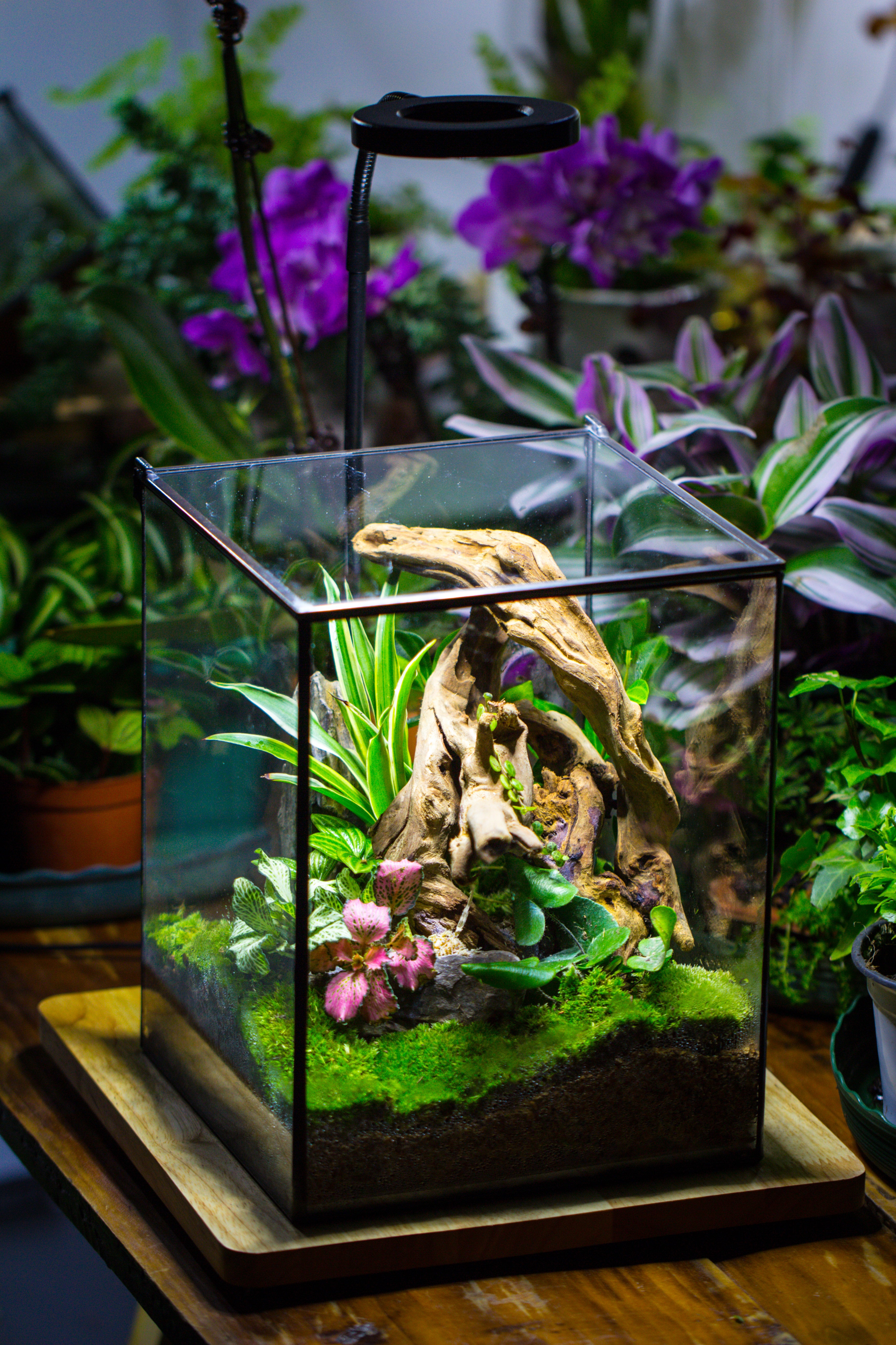 Handmade 8x8x10'' Cube Closed Geometric Glass Tin Terrarium with LED Grow Light Set - NCYPgarden