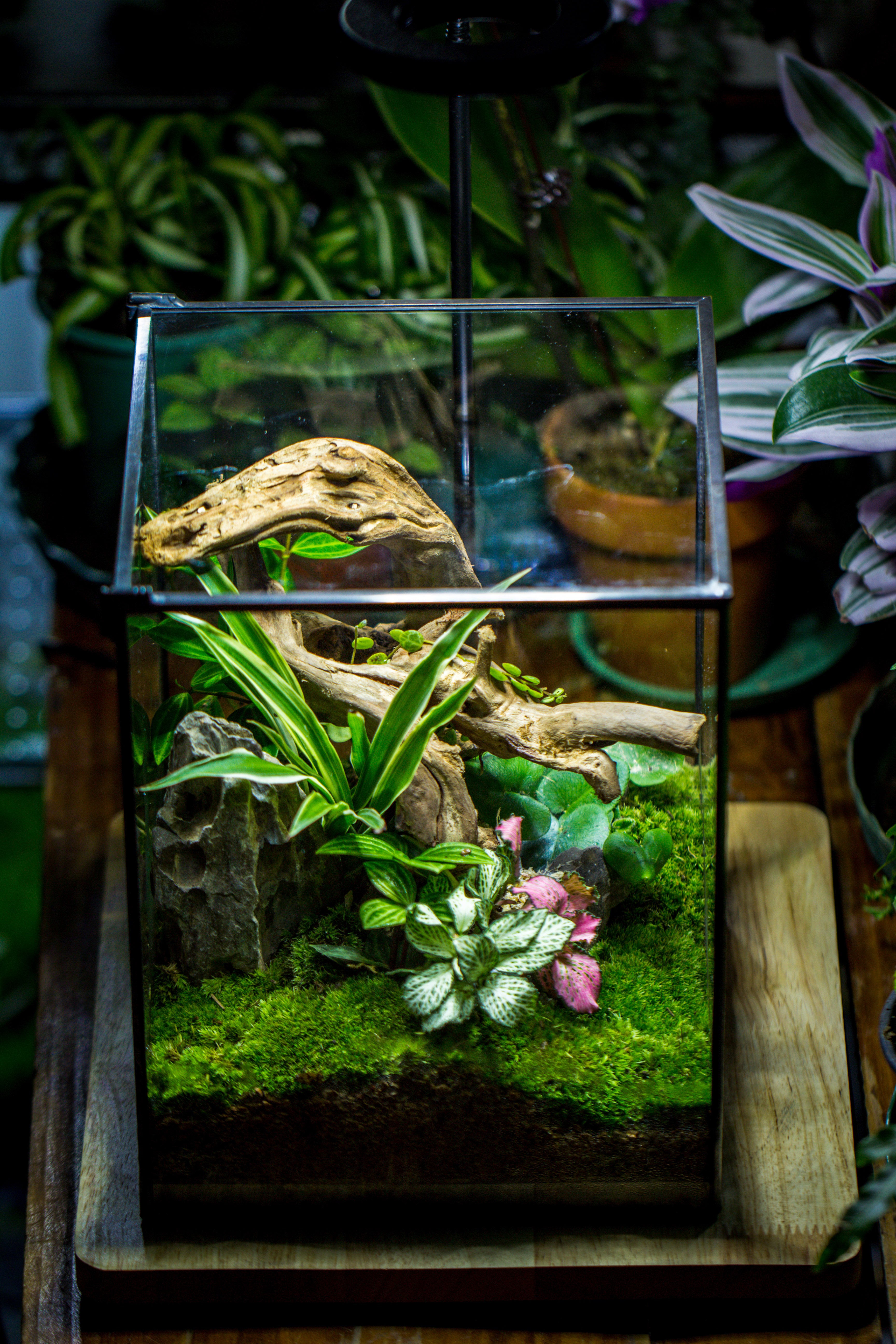 Handmade 8x8x10'' Cube Closed Geometric Glass Tin Terrarium with LED Grow Light Set - NCYPgarden