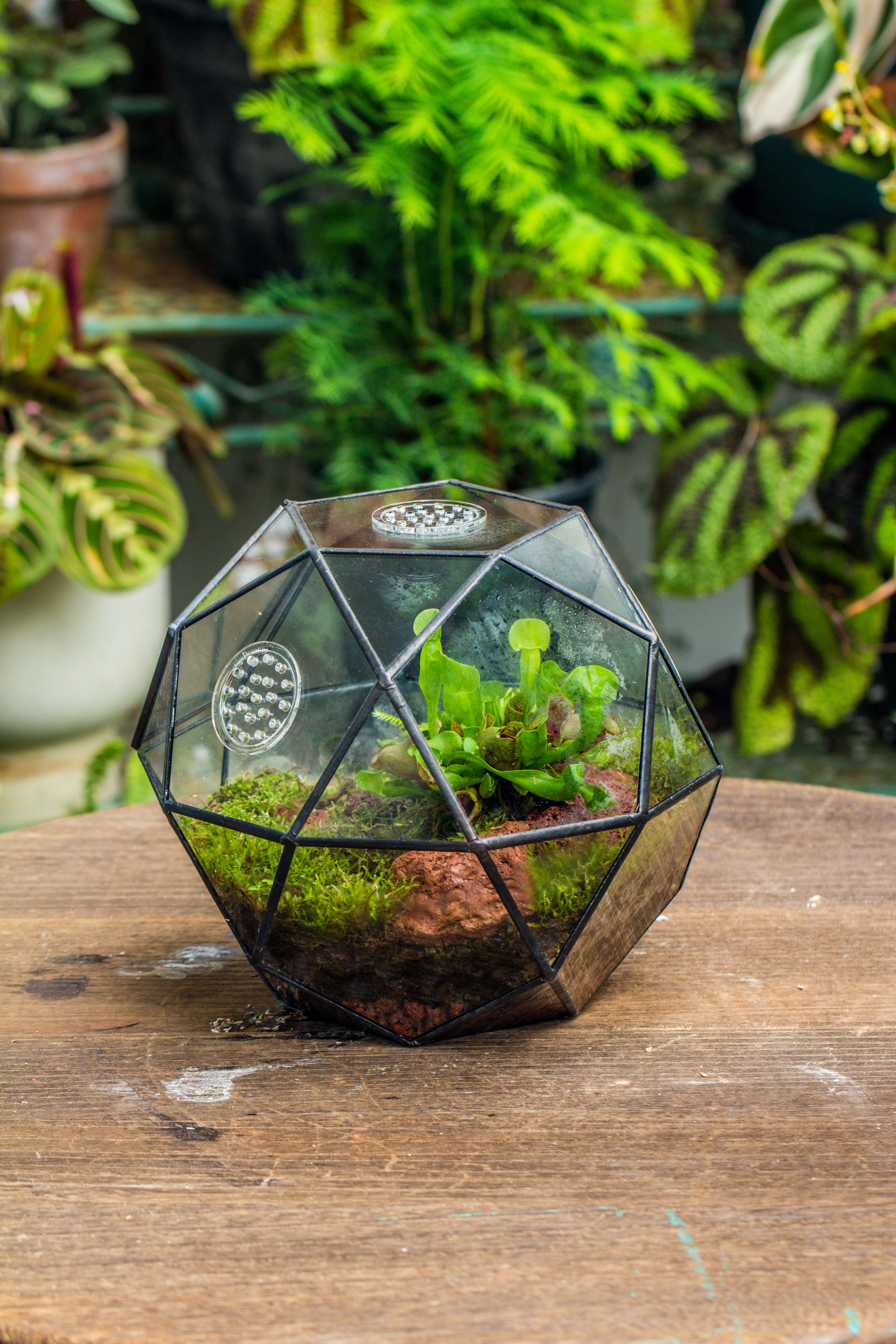 Handmade Close Triangular Pentagon Mix 32-Sides Clear Glass Geometric Centerpiece Terrarium for moss - NCYPgarden