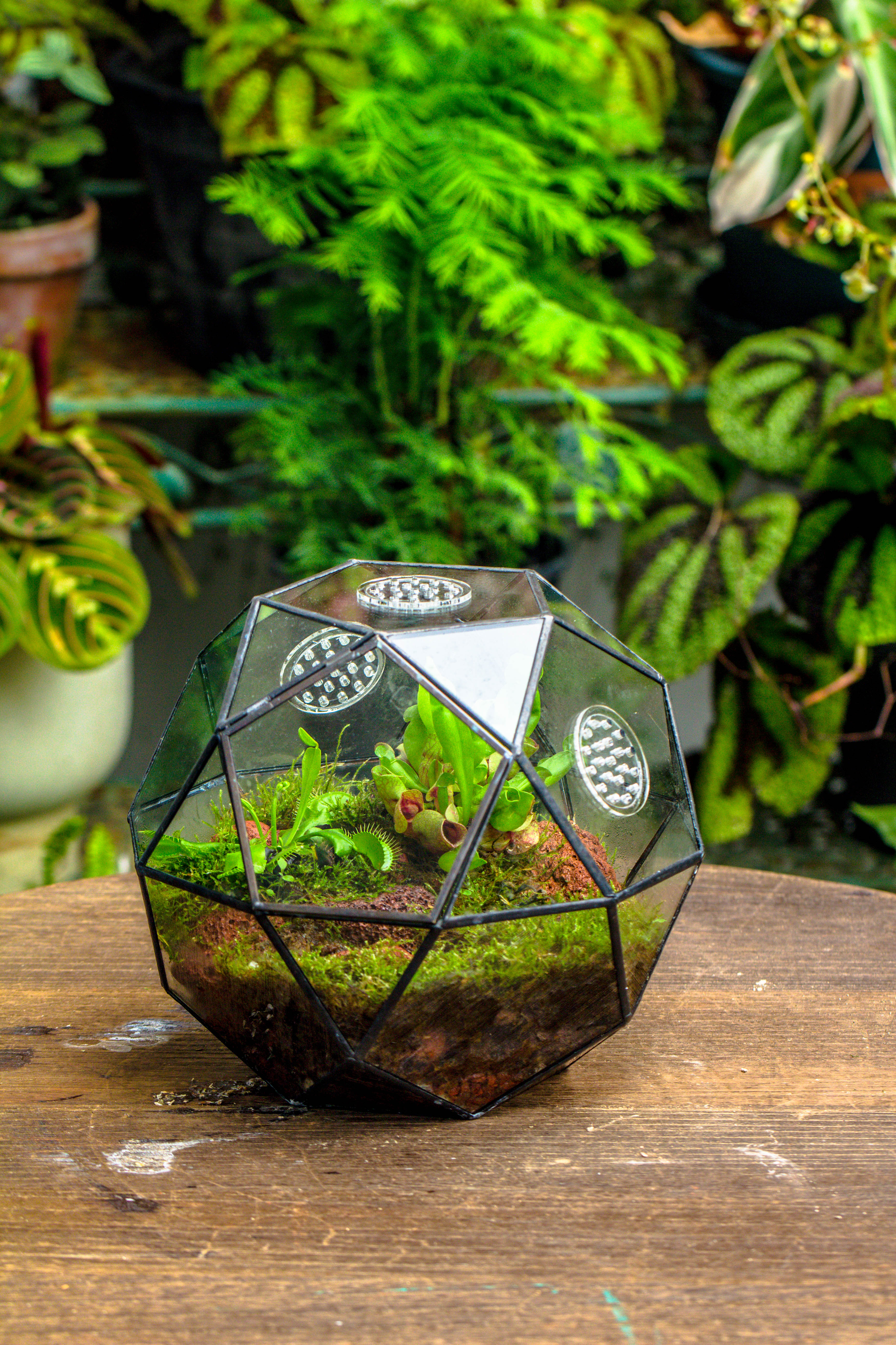 Handmade Close Triangular Pentagon Mix 32-Sides Clear Glass Geometric Centerpiece Terrarium for moss - NCYPgarden