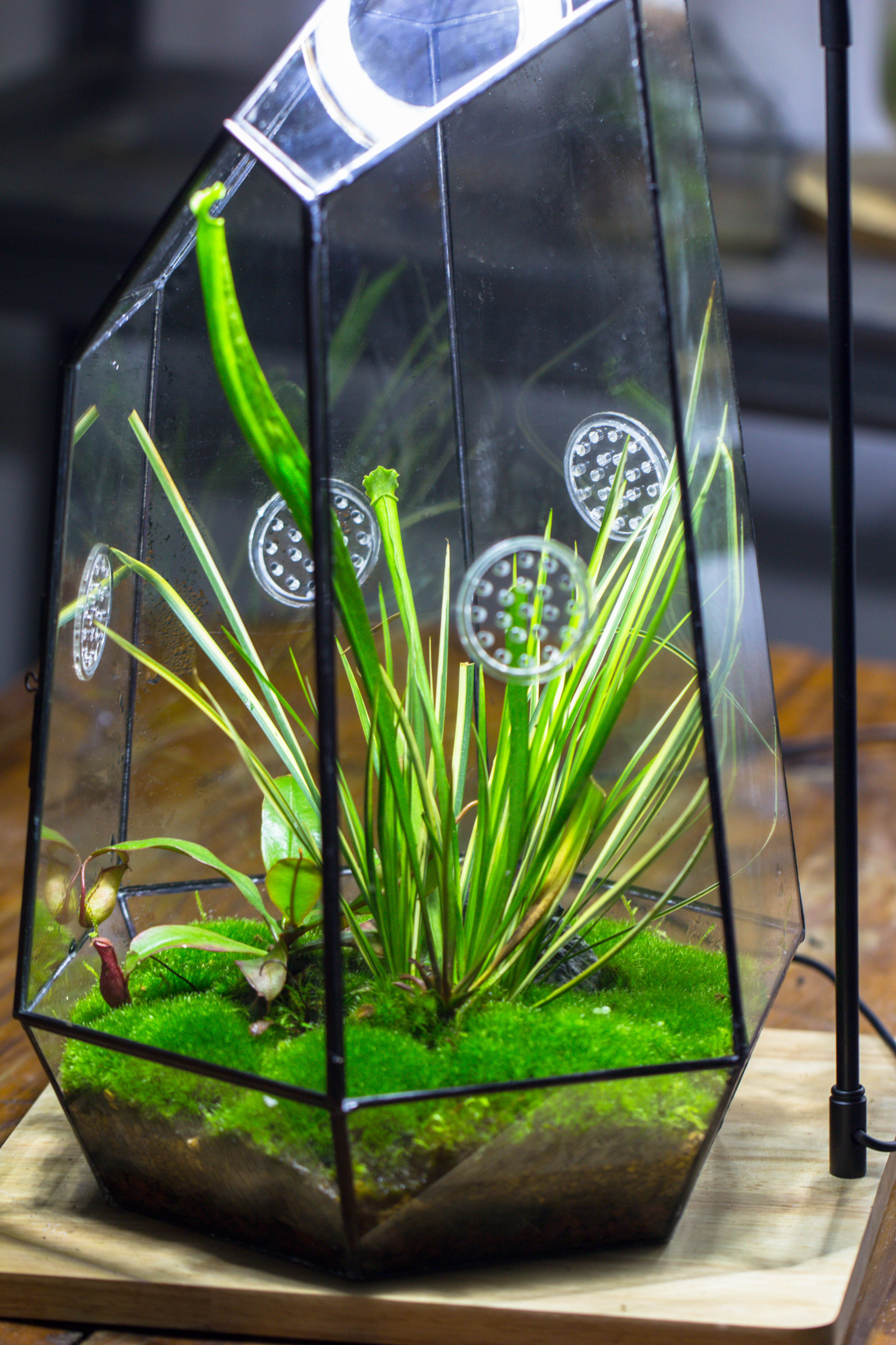 Handmade 41cm / 16" Tall IrregularGlass Geometric Terrarium Box with Vent - NCYPgarden