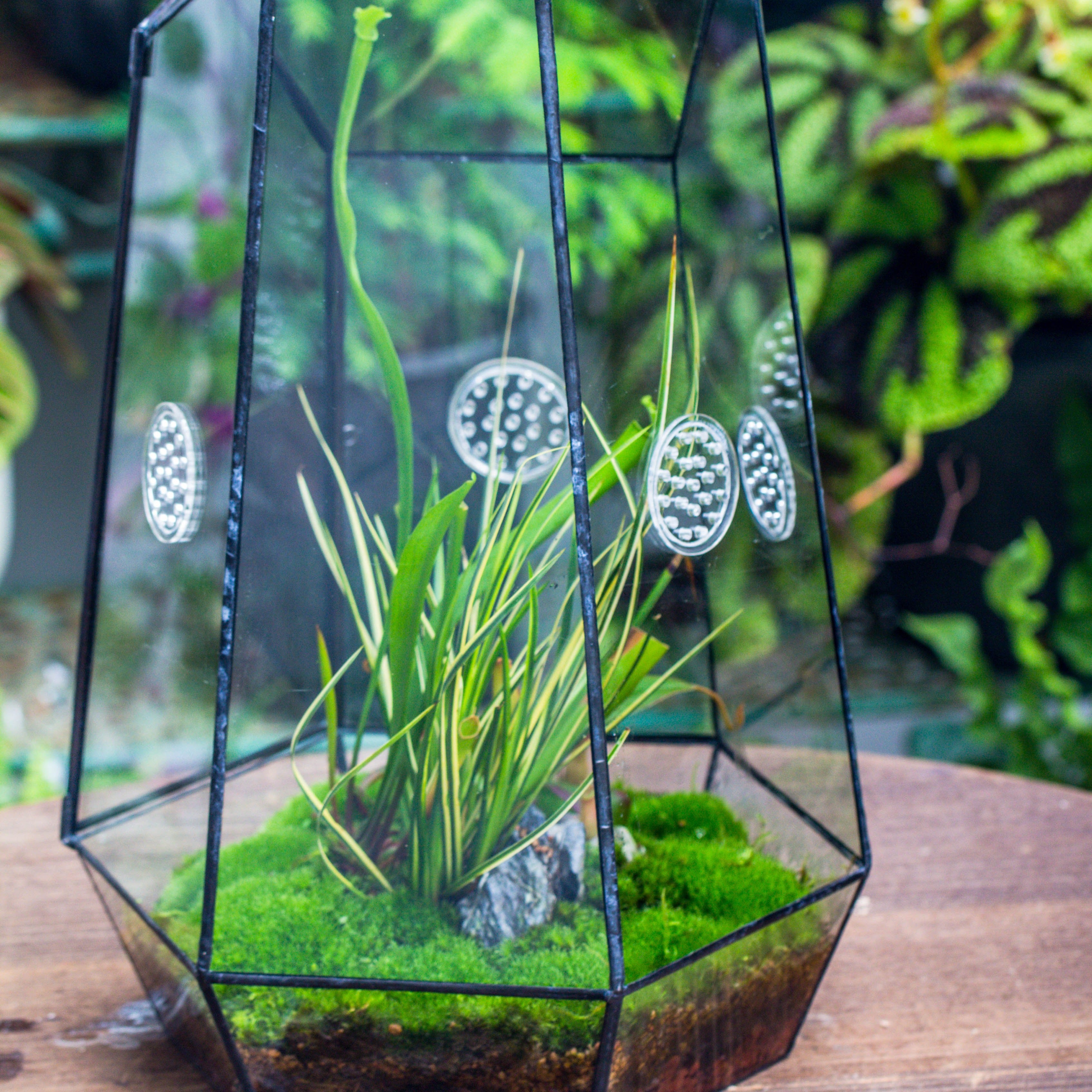 Handmade 41cm / 16" Tall IrregularGlass Geometric Terrarium Box with Vent - NCYPgarden