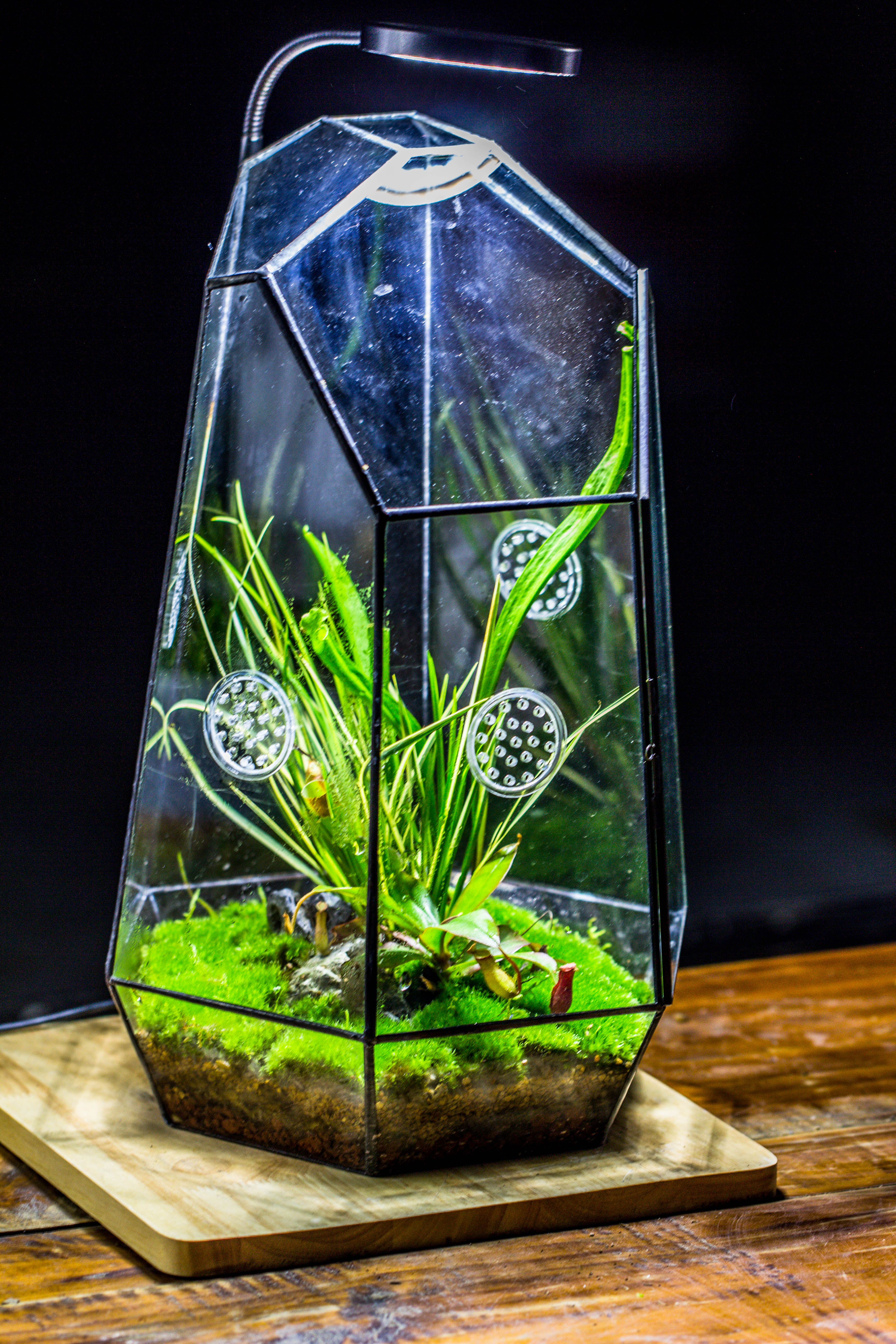 Handmade 41cm / 16" Tall IrregularGlass Geometric Terrarium Box with Vent - NCYPgarden