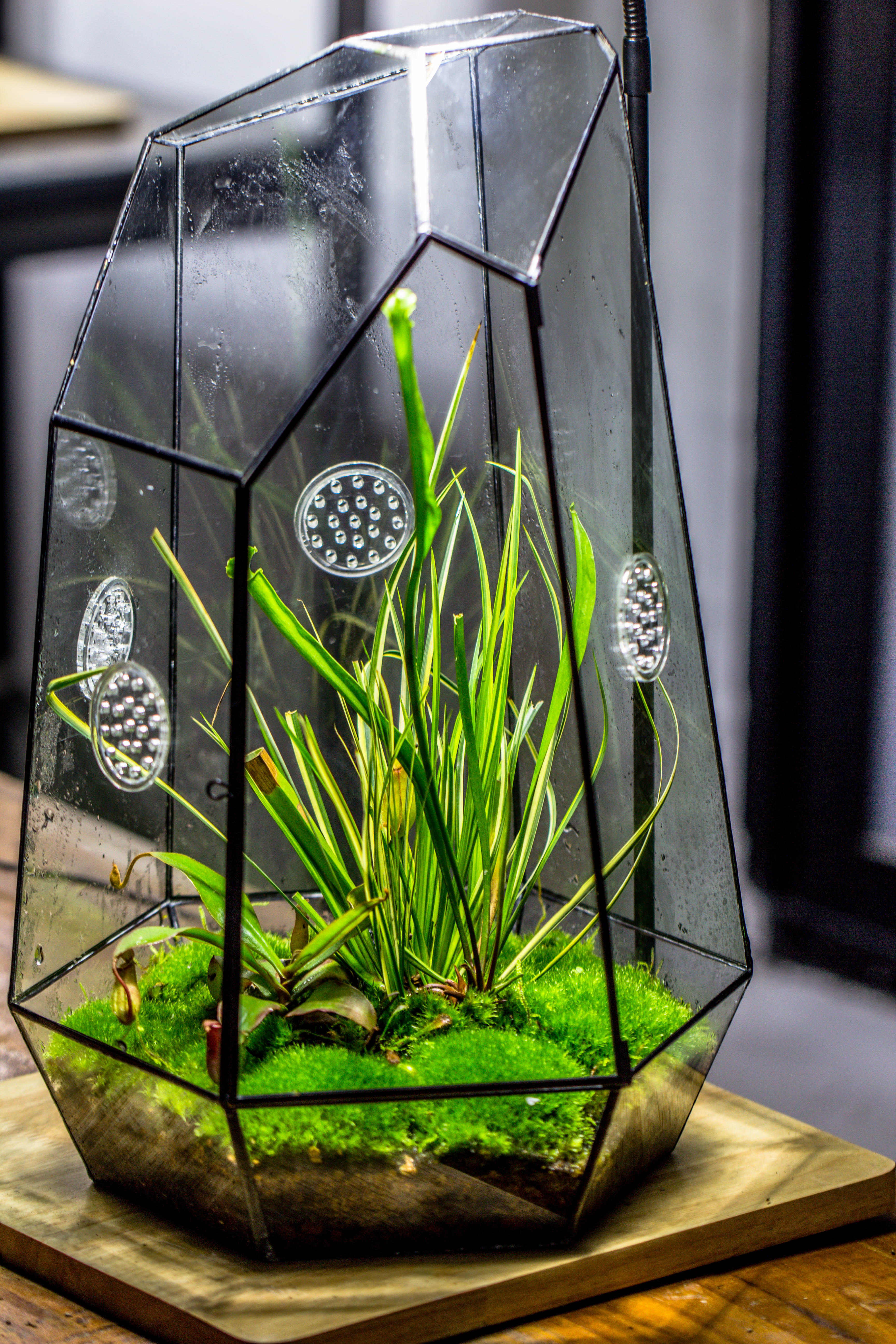 Handmade 41cm / 16" Tall IrregularGlass Geometric Terrarium Box with Vent - NCYPgarden