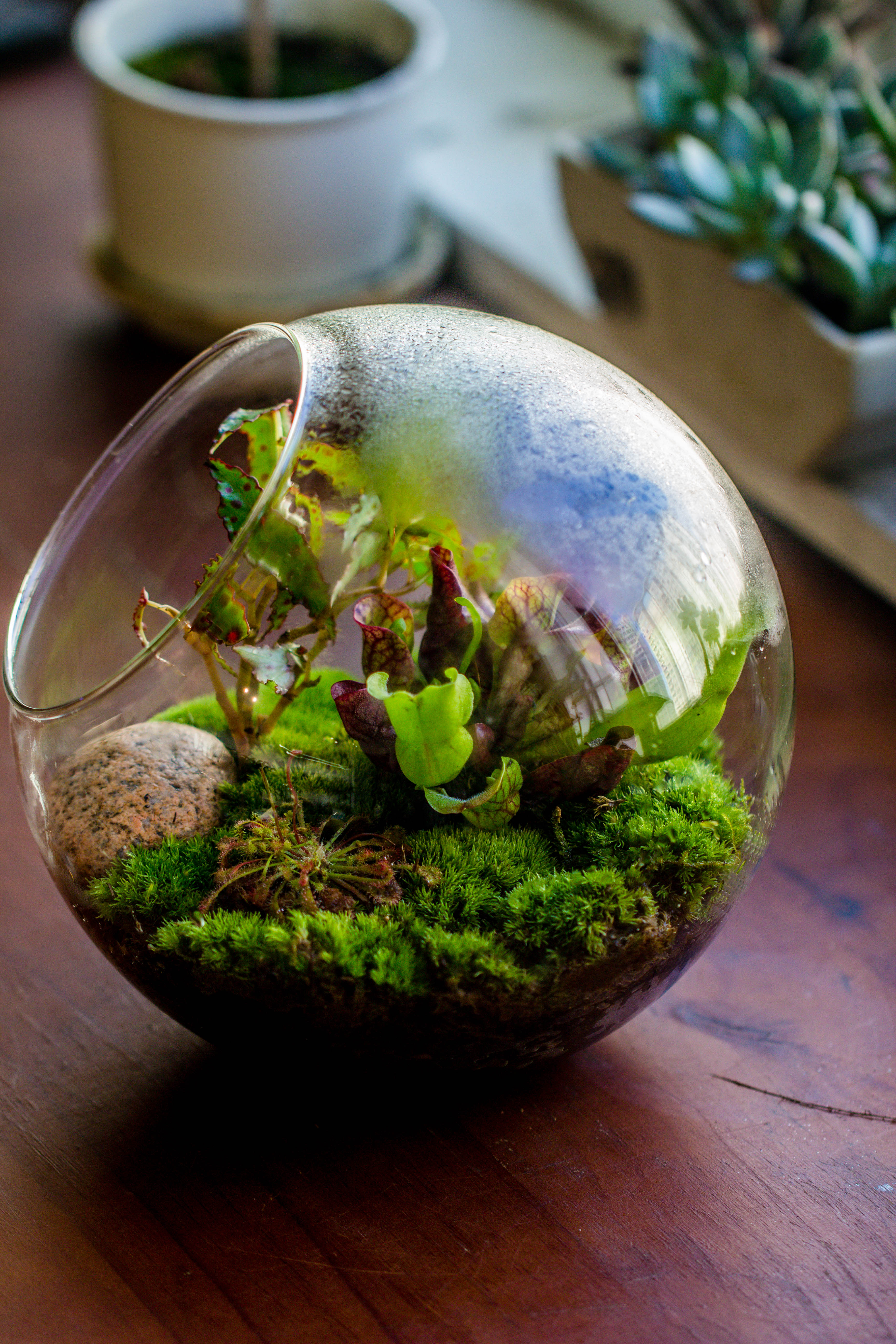 Glass Sphere Terrarium with cut Kit for planting Moss, carnivorous plant, begonia - NCYPgarden