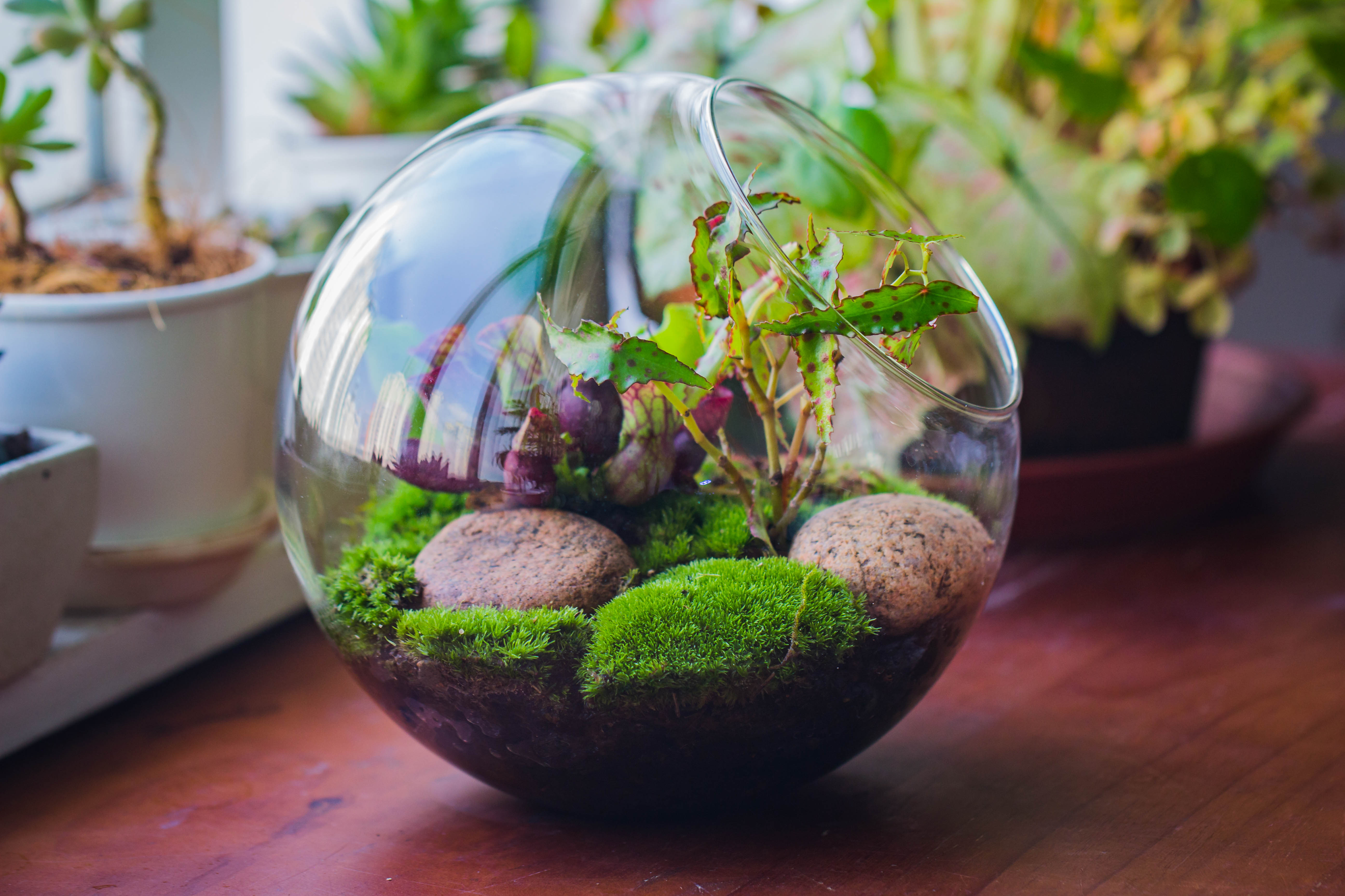 Glass Sphere Terrarium with cut Kit for planting Moss, carnivorous plant, begonia - NCYPgarden