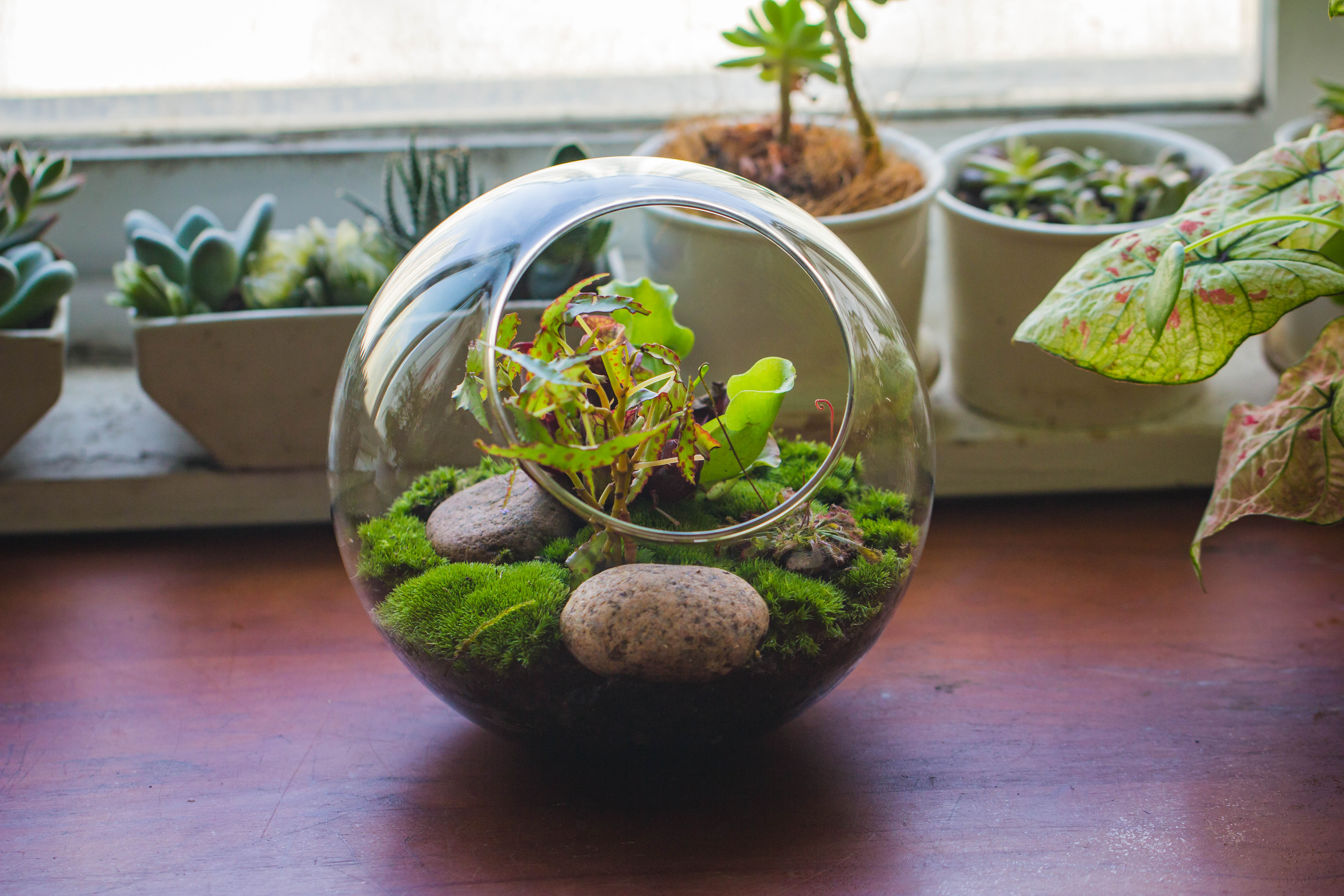 Glass Sphere Terrarium with cut Kit for planting Moss, carnivorous plant, begonia - NCYPgarden
