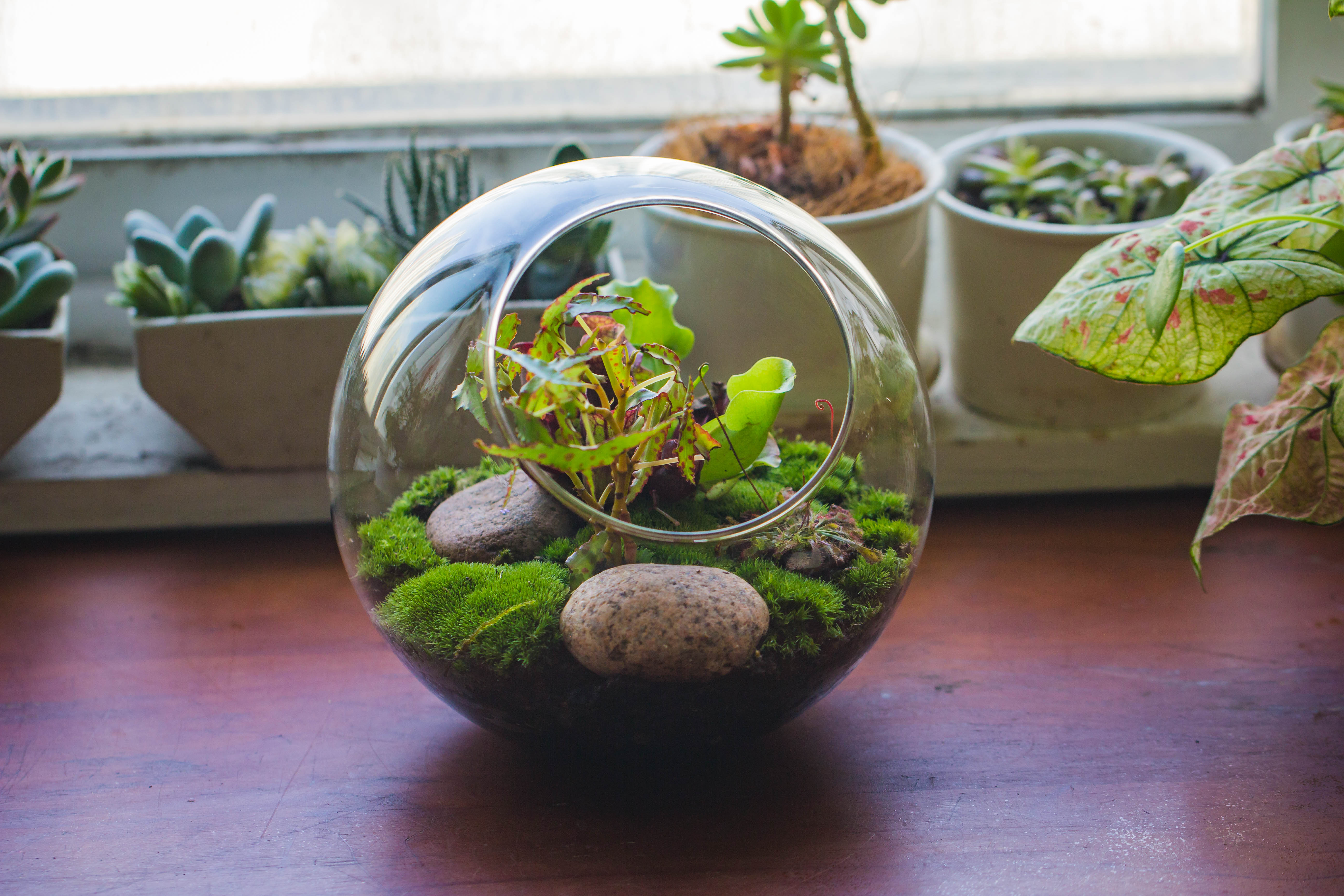 Glass Sphere Terrarium with cut Kit for planting Moss, carnivorous plant, begonia - NCYPgarden