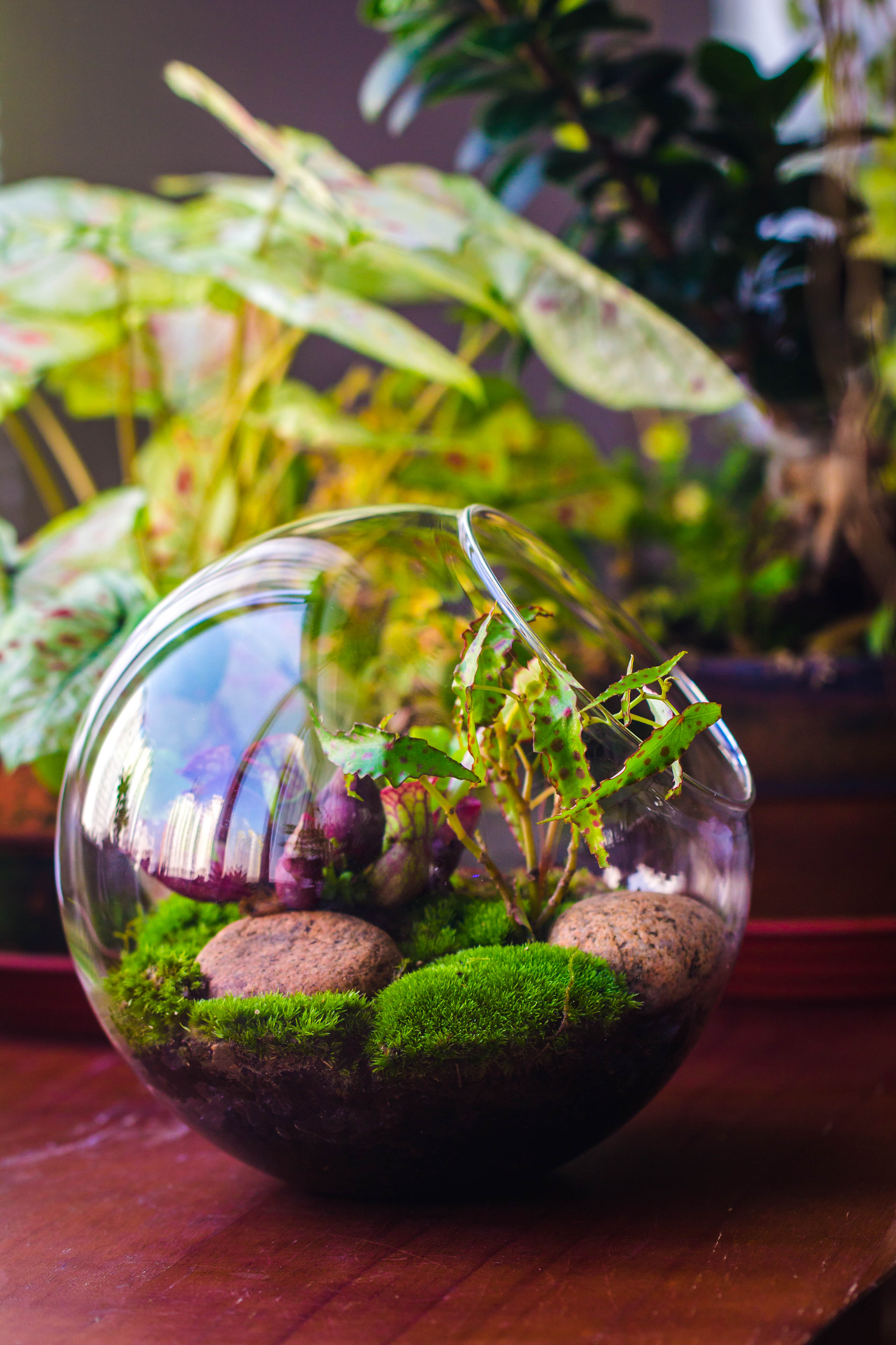 Glass Sphere Terrarium with cut Kit for planting Moss, carnivorous plant, begonia - NCYPgarden