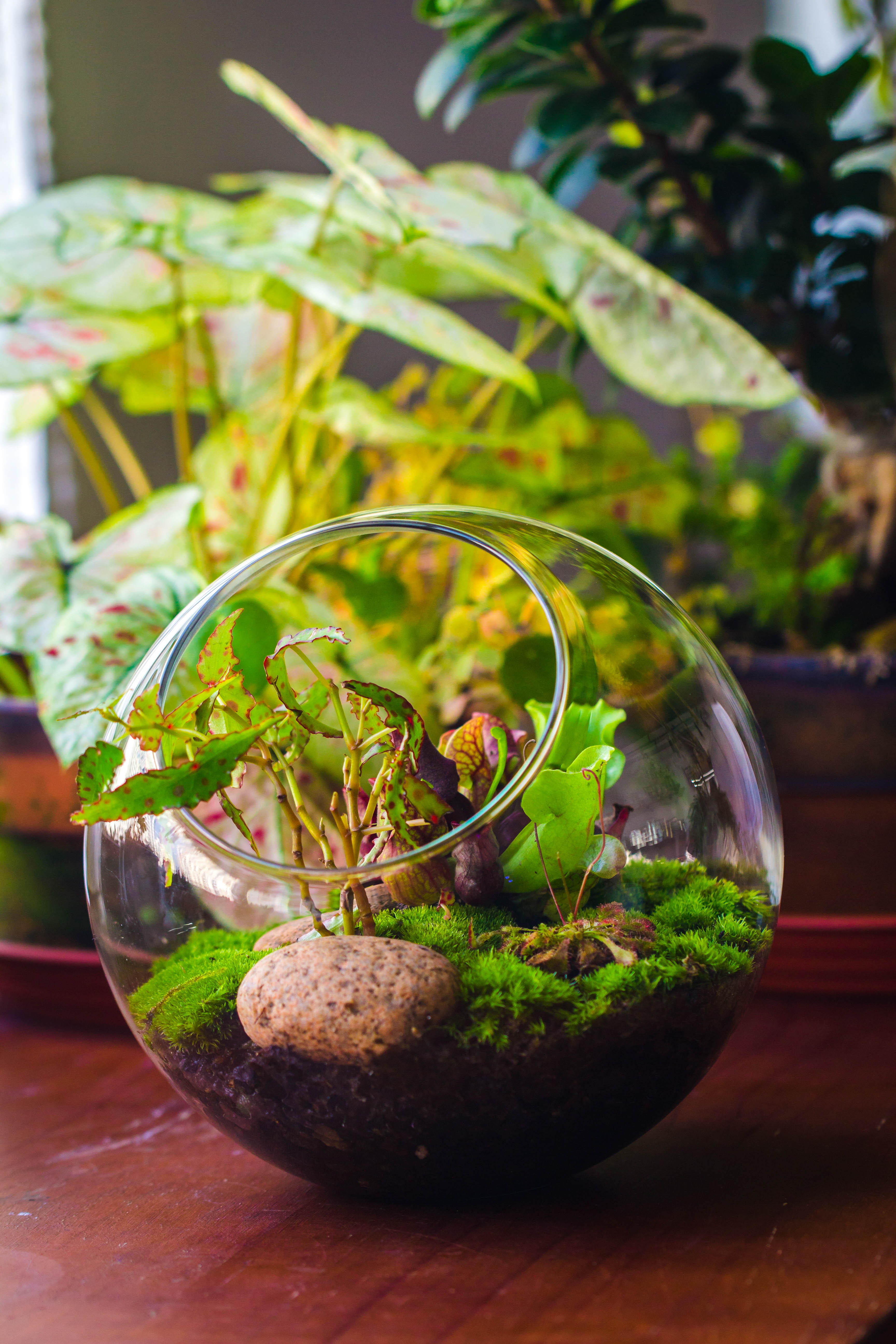 Glass Sphere Terrarium with cut Kit for planting Moss, carnivorous plant, begonia - NCYPgarden